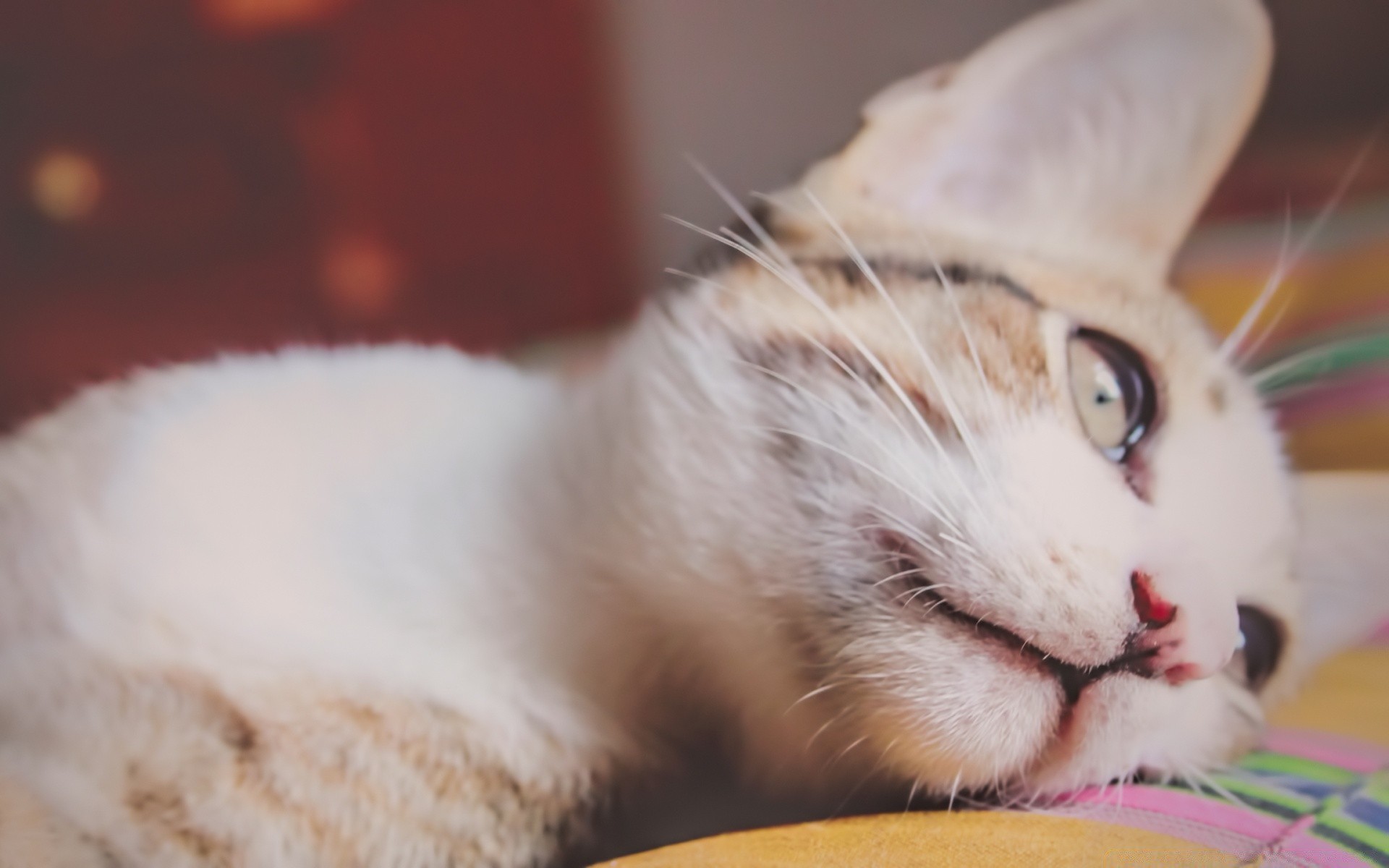 katze katze niedlich haustier tier kätzchen porträt auge flaumig säugetier fell kind wenig lustig inländische schlafen