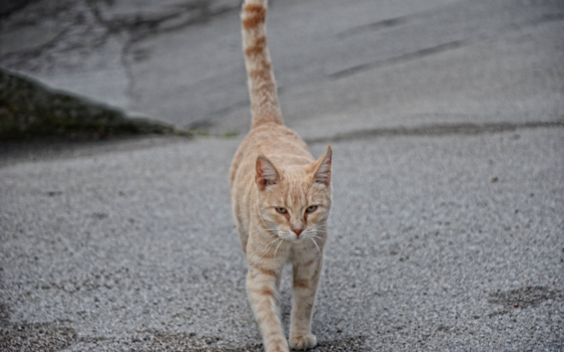 chats chat mignon portrait animal nature à l extérieur gris un peu jeune aperçu