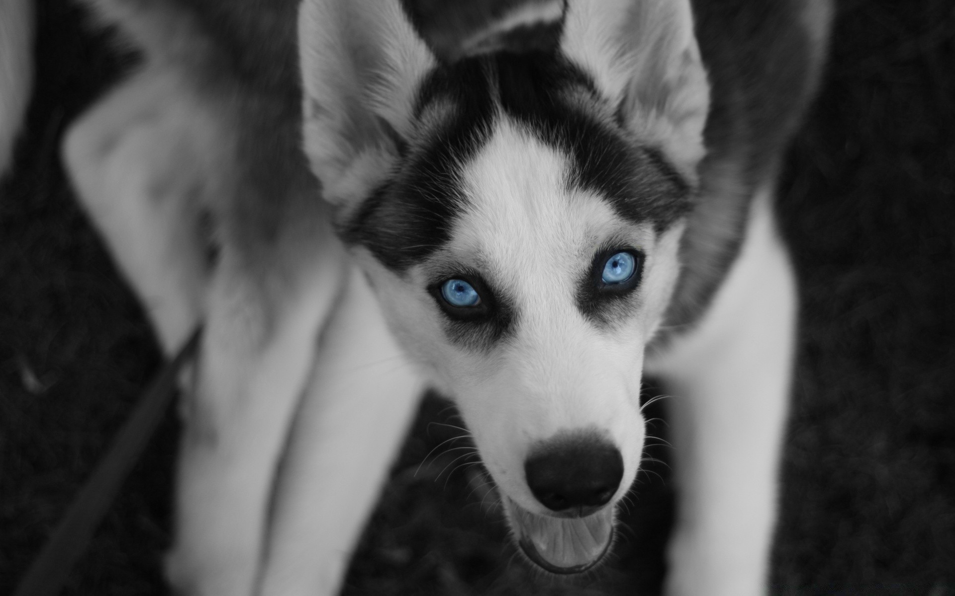 hund hund porträt niedlich hundespezialist haustier tier auge welpe säugetier ein monochrom