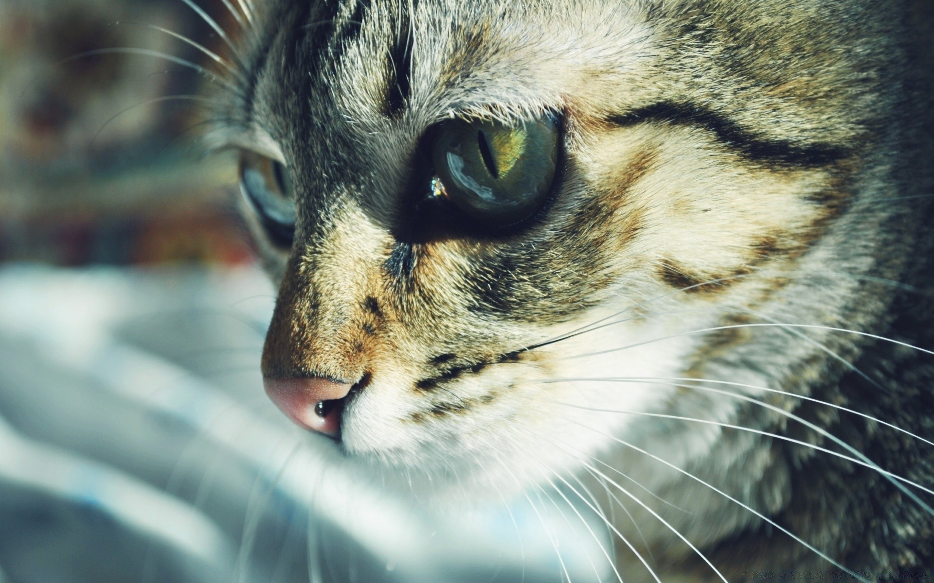 katze katze tier säugetier porträt auge fell niedlich haustier tierwelt natur kätzchen nase gesicht kopf ansicht zoo