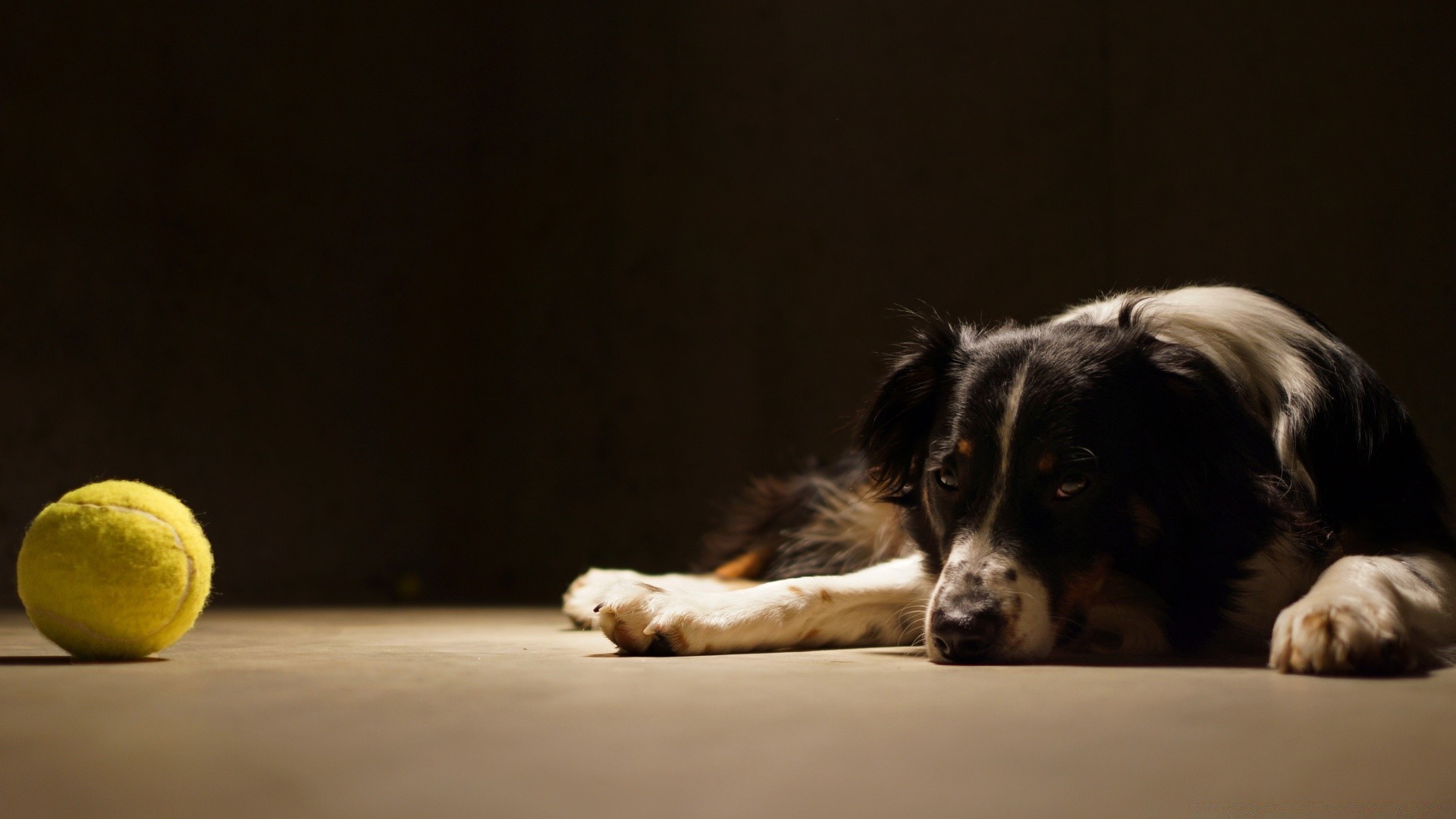 hund hund säugetier haustier porträt tier hundespezialist niedlich studio welpe ein