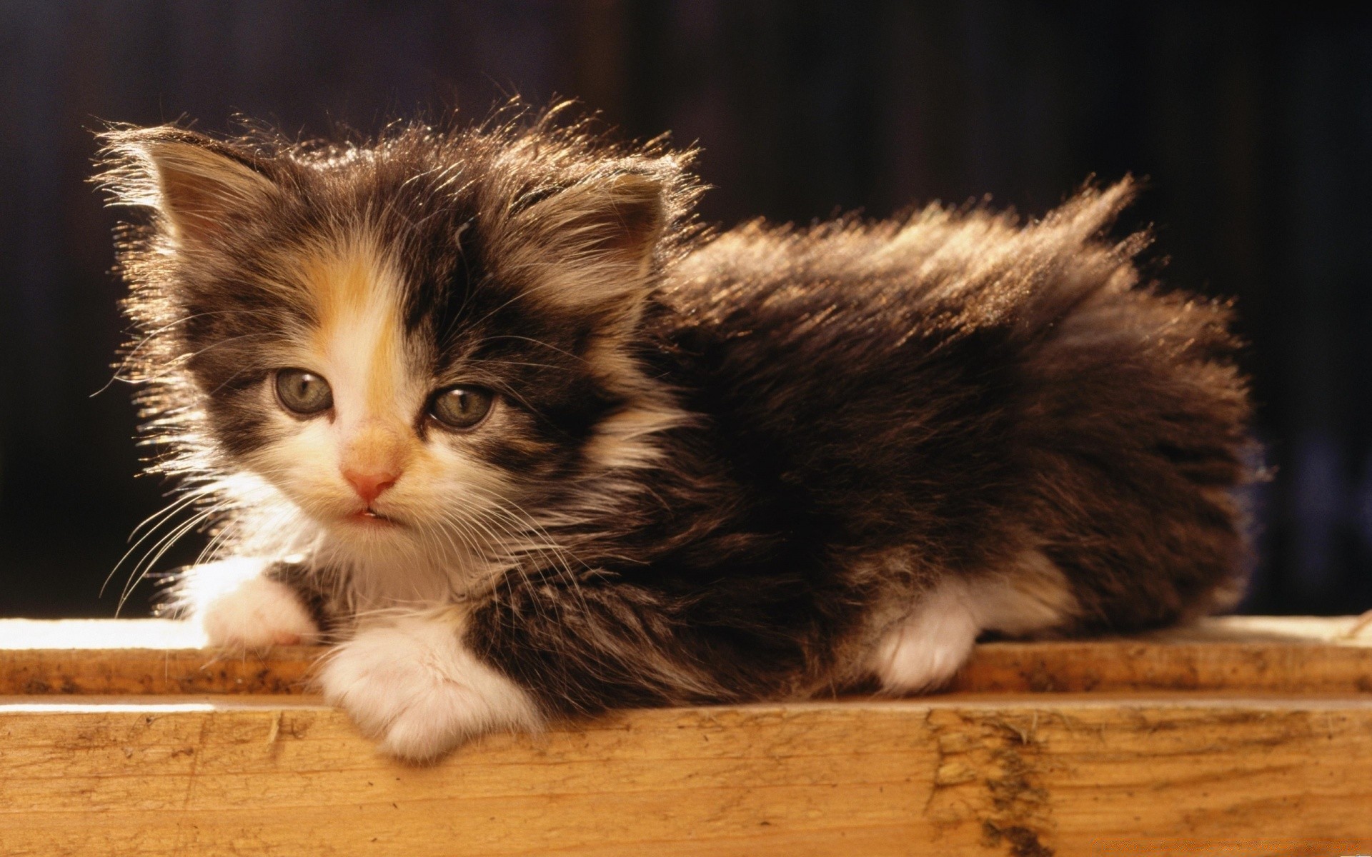 katze katze kätzchen niedlich haustier fell säugetier inländische tier porträt flaumig auge schnurrbart wenig kind lustig jung haar flauschig liebenswert ein