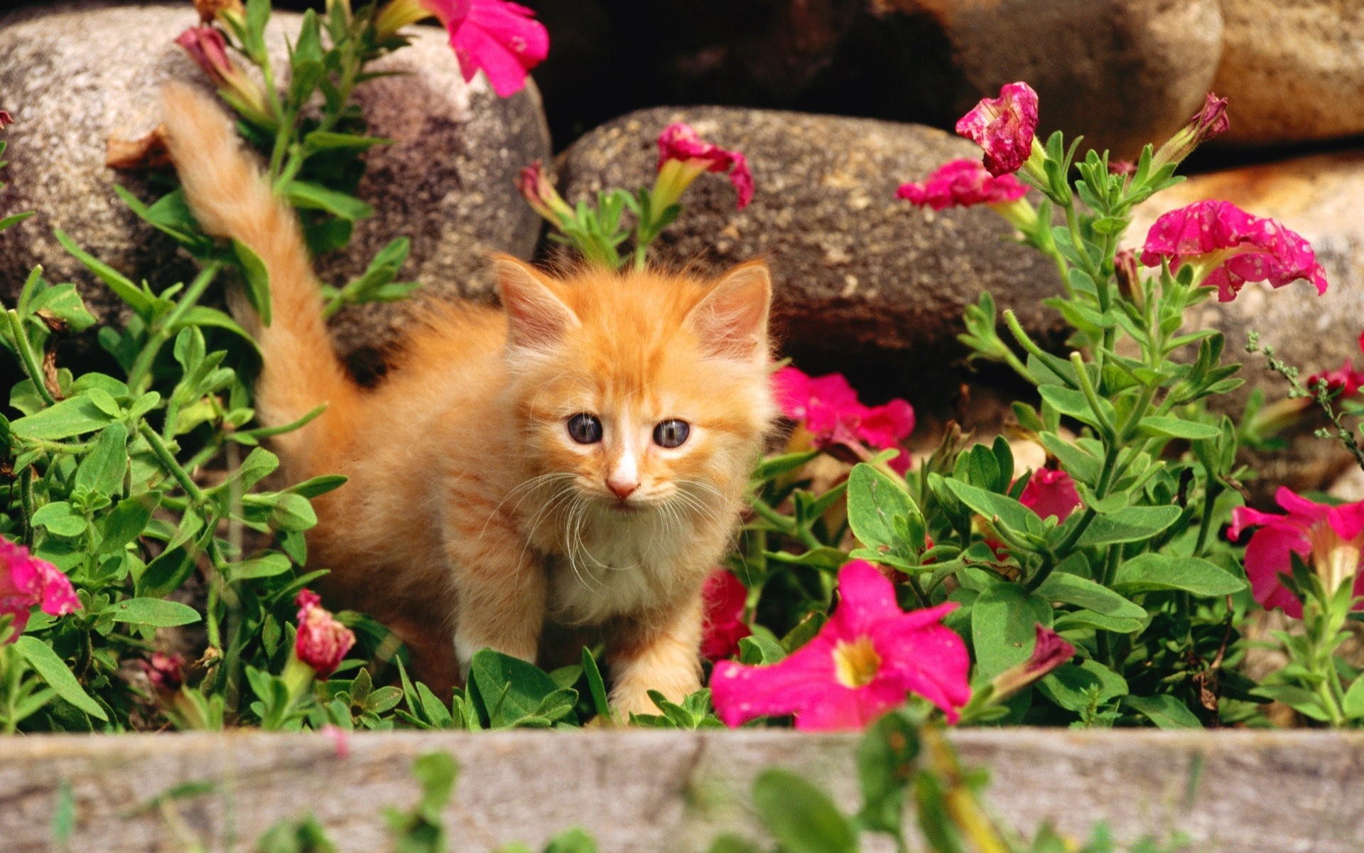 gatos naturaleza flor jardín flora poco verano hoja al aire libre lindo