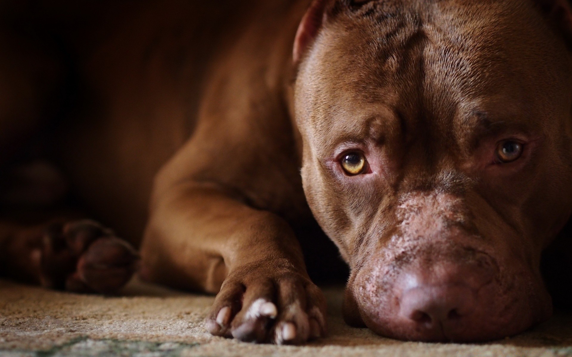 cães mamífero cão retrato fofa cinegrafista sozinho animal de estimação filhote de cachorro animal visualização