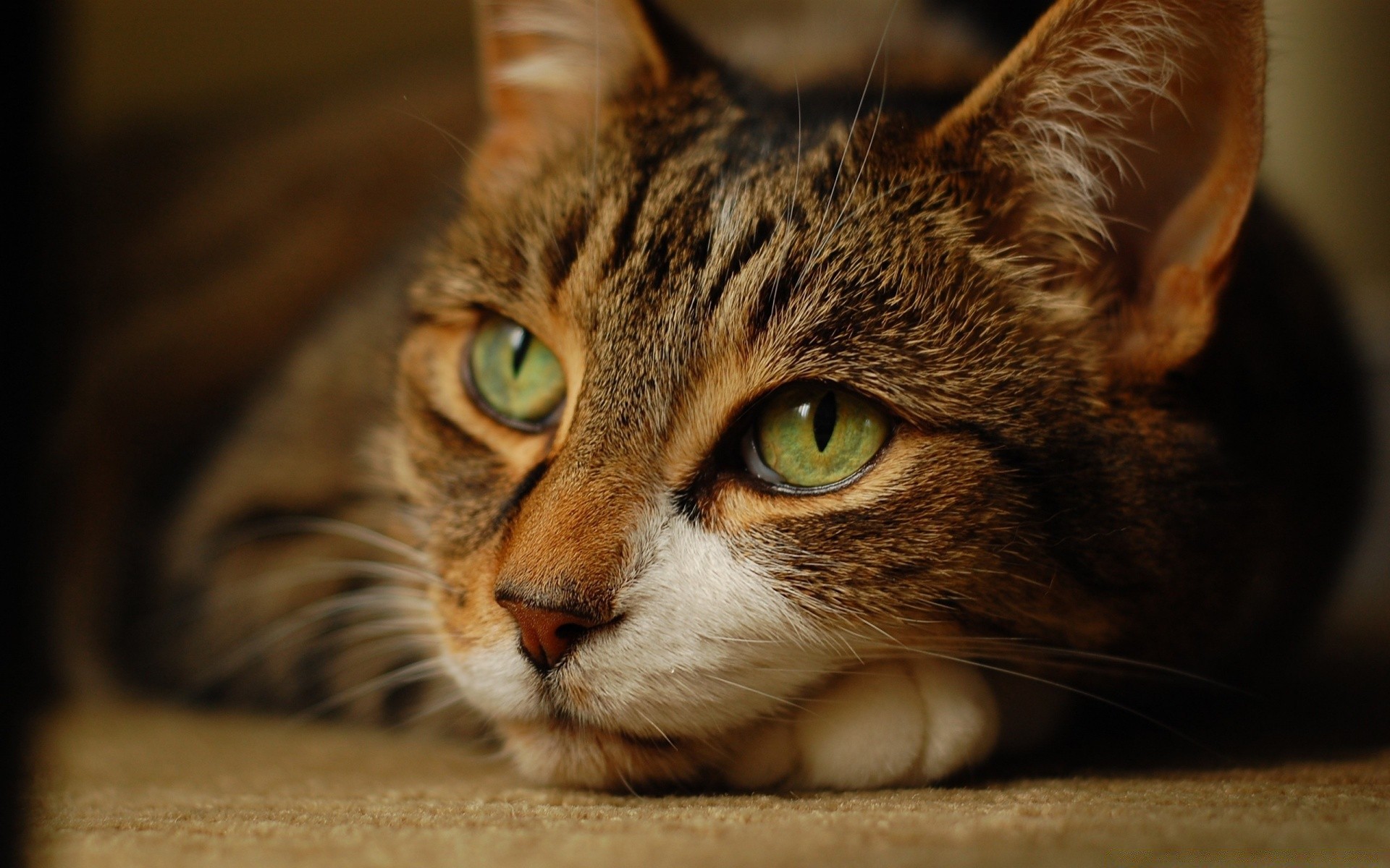 gatos gato retrato lindo mascota mamífero ojo piel gatito animal doméstico bigote pelo ver atigrado uno