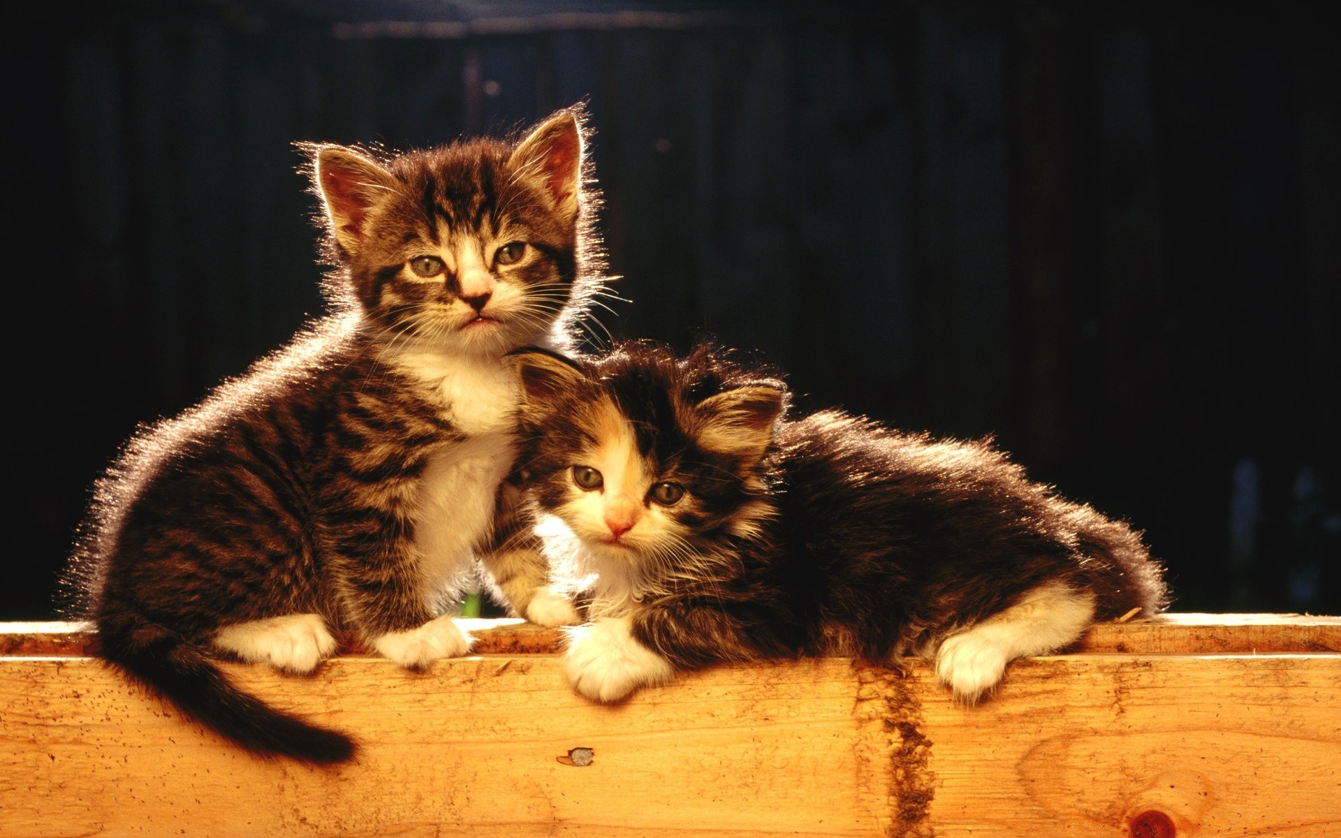 chat chat mammifère mignon chaton animal de compagnie animal fourrure unique portrait