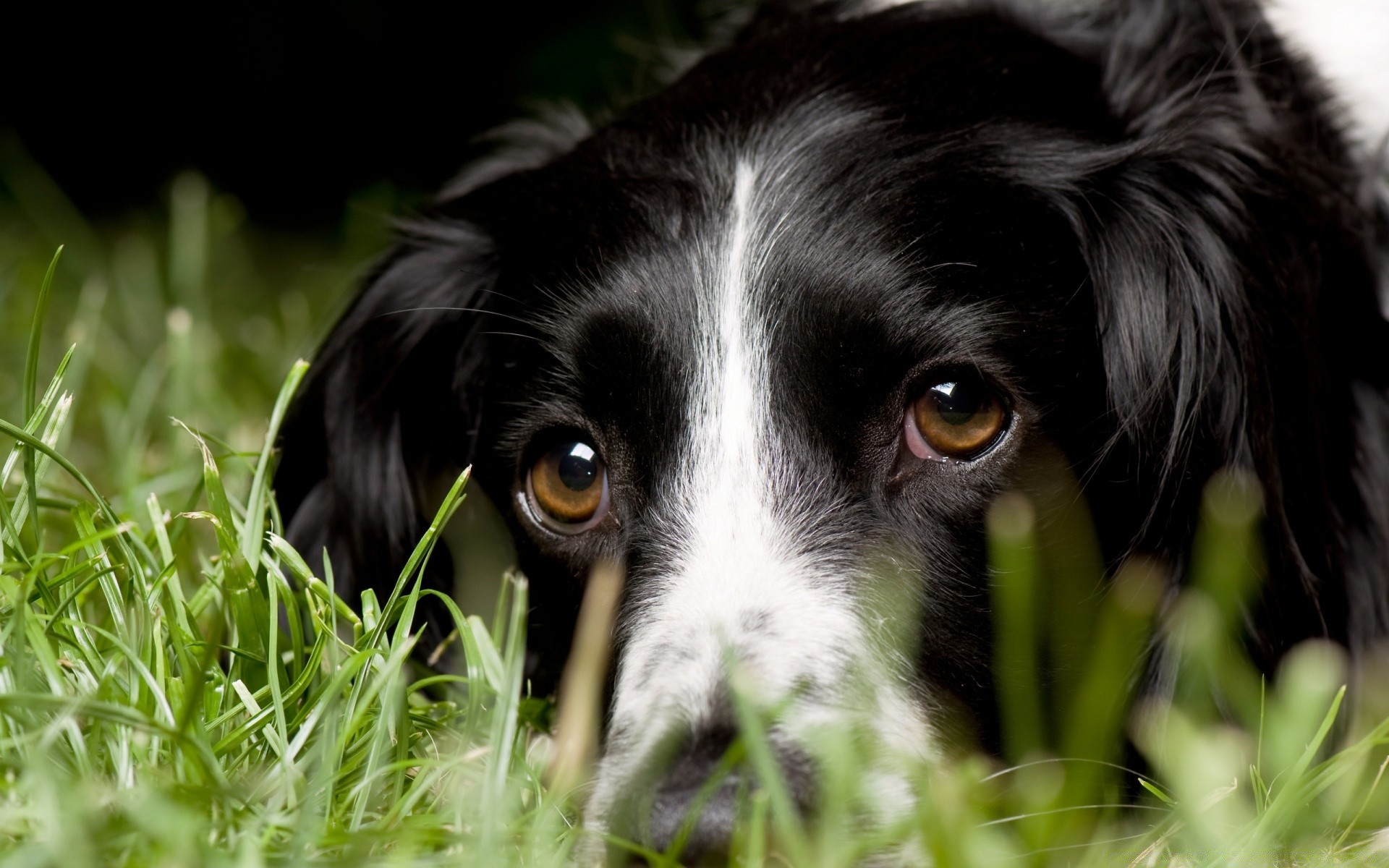 dogs dog cute grass animal little pet mammal puppy portrait canine young adorable fur nature eye funny sit looking domestic