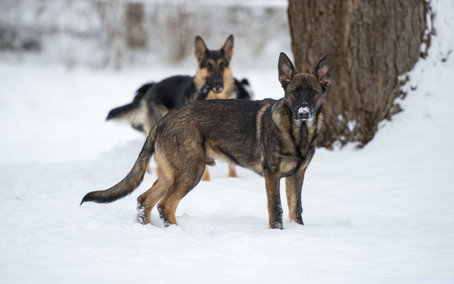 köpekler memeli kar kış köpek eğitmeni köpek ahşap yaban hayatı ayaz doğa hayvan kurt açık havada sevimli