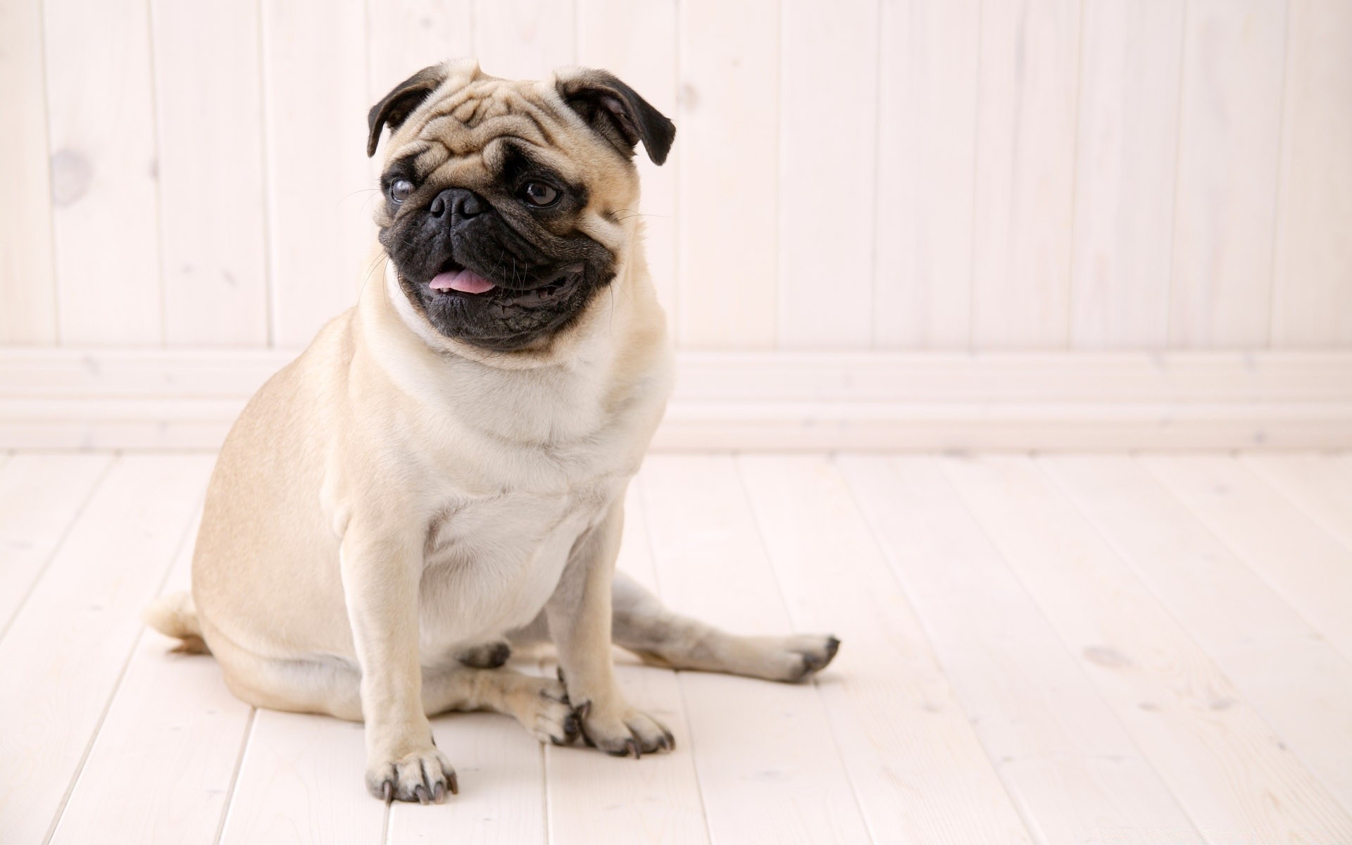 cães cão retrato animal de estimação mamífero cinegrafista fofa filhote de cachorro mosca animal pouco ver sentar adorável engraçado raça estúdio