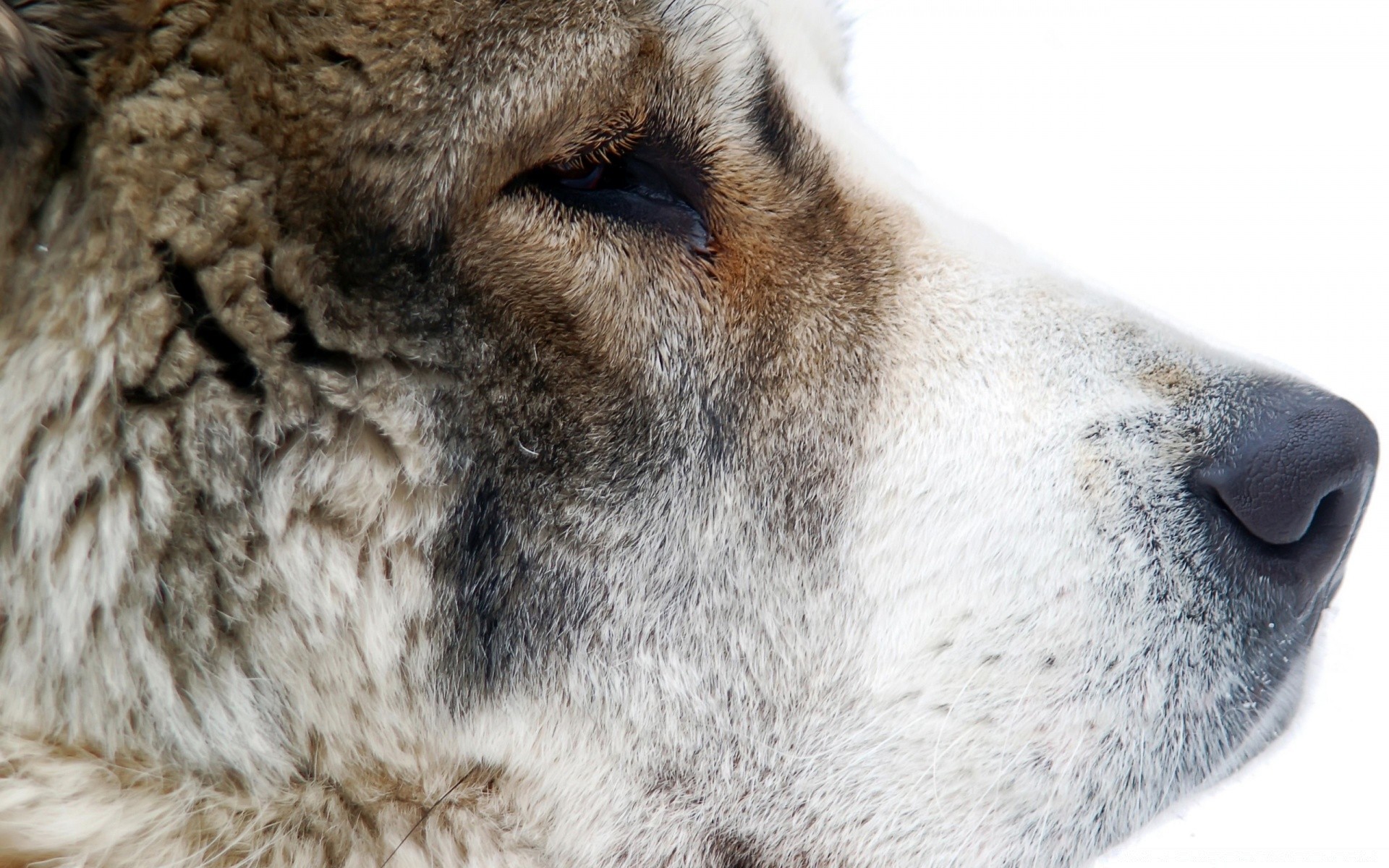 chat mammifère fourrure animal faune hiver vue nature mignon neige froid portrait chien