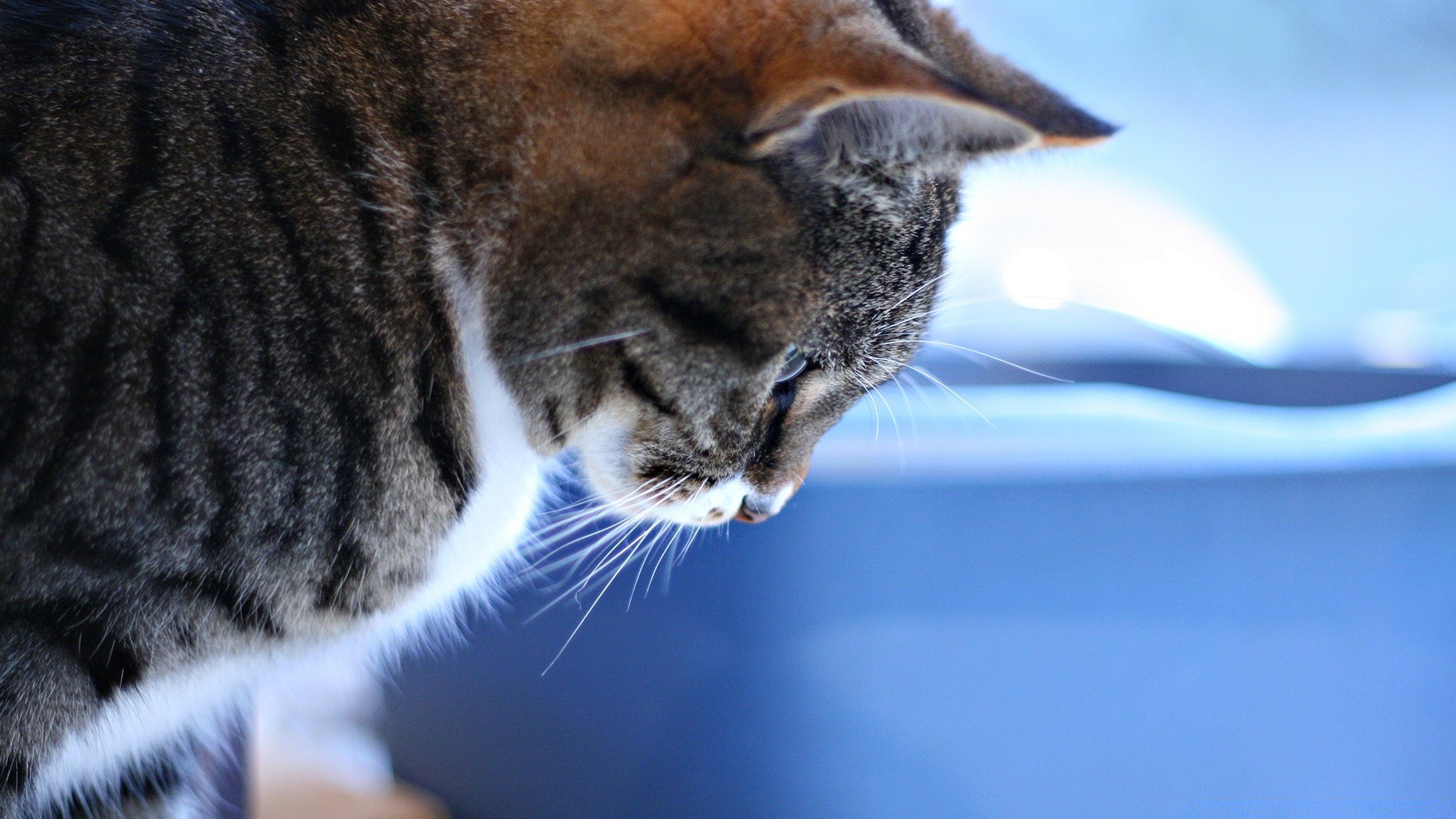 katze katze säugetier tier porträt haustier niedlich natur auge kätzchen fell ansicht eine tierwelt im freien inländische junge haare schlafen