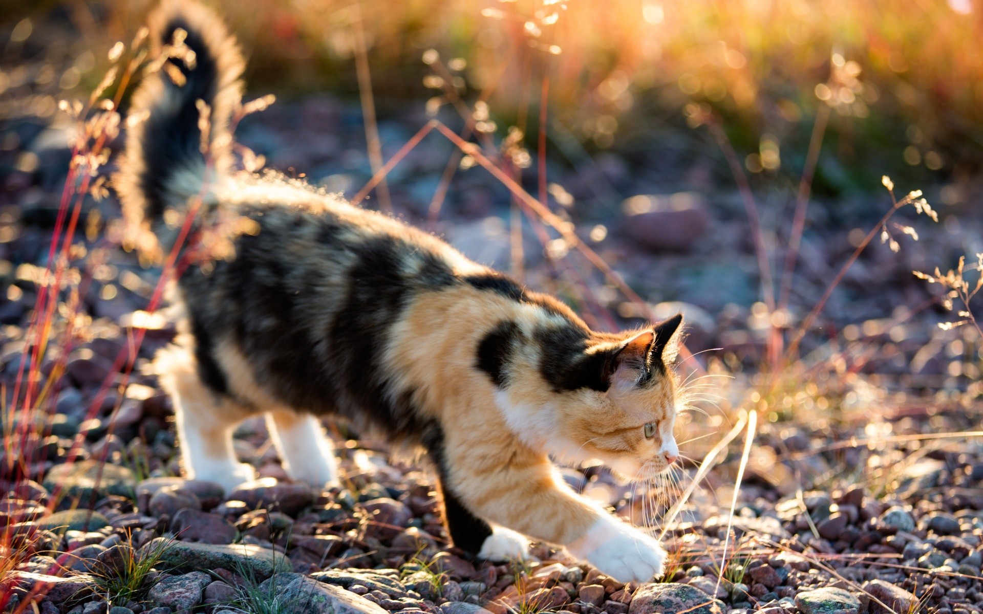 gatti all aperto natura mammifero carino animale erba cane pelliccia animale domestico piccolo guardare