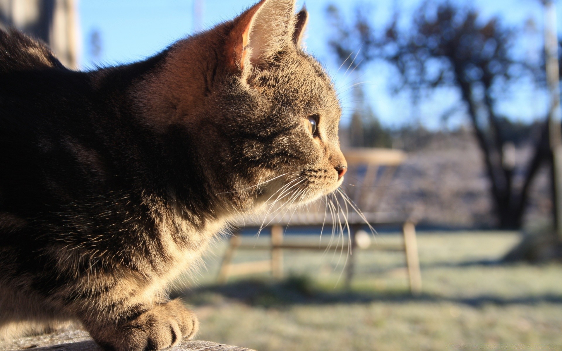 cats cat animal portrait mammal nature cute fur pet eye kitten hair looking young domestic outdoors wild