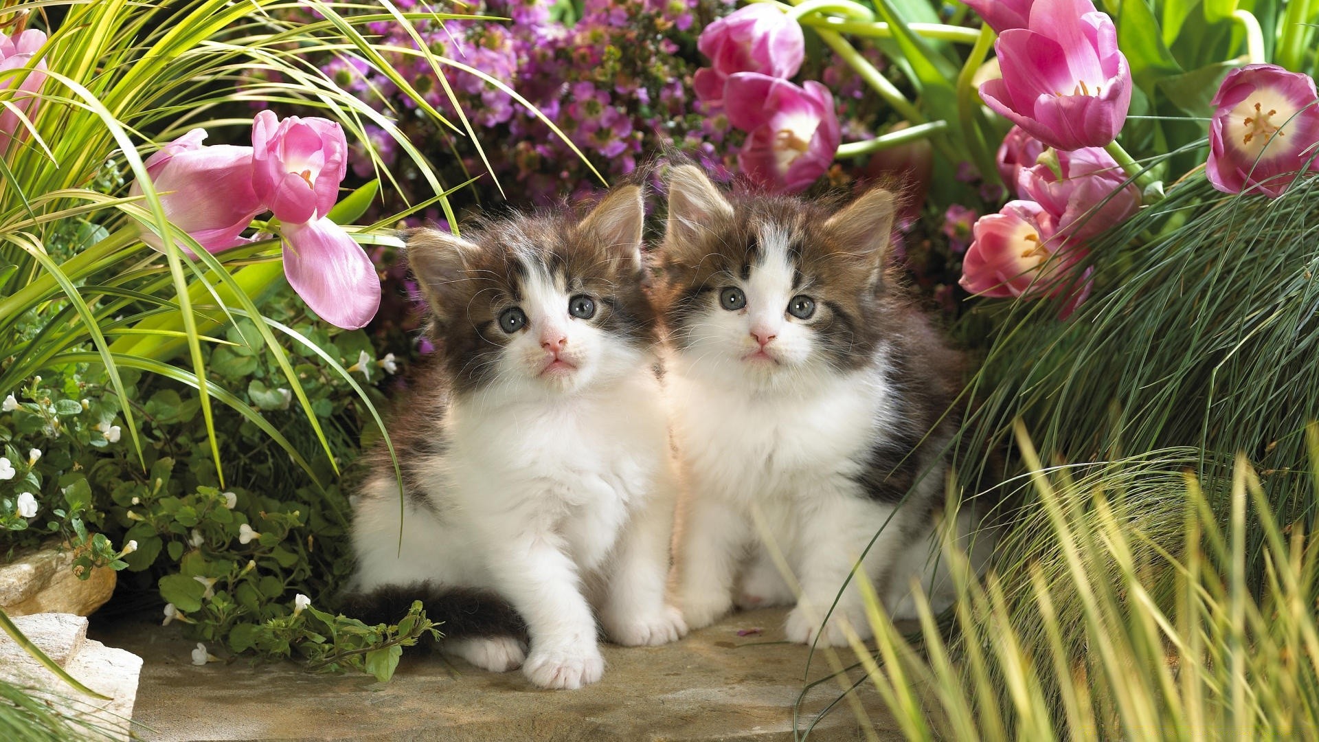 chats nature herbe fleur mignon petit belle jeune à l extérieur