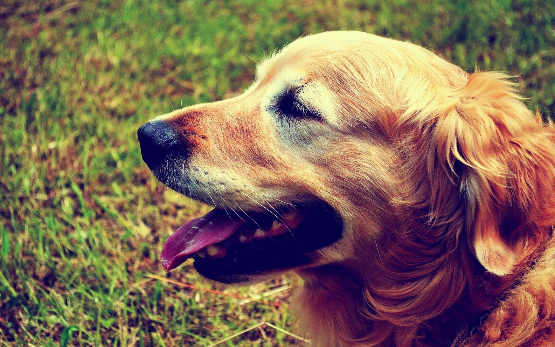 chien chien animal mignon animal de compagnie nature herbe mammifère jeune portrait domestique cynologue à l extérieur été race fourrure chiot aperçu