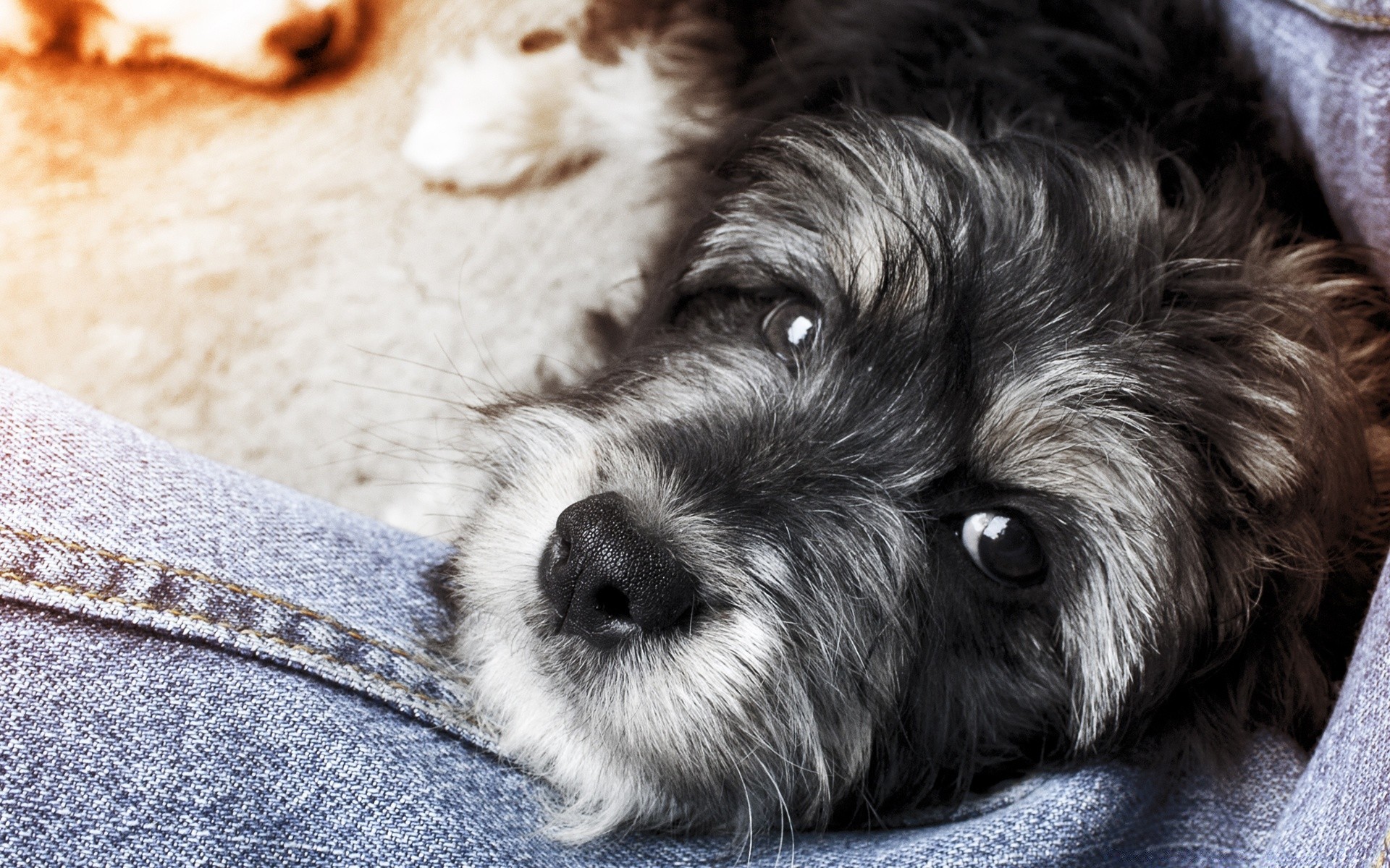 cães cão animal animal de estimação fofa filhote de cachorro pele cinegrafista doméstico mamífero retrato pequeno adorável sono estúdio olho jovem raça fofo para baixo