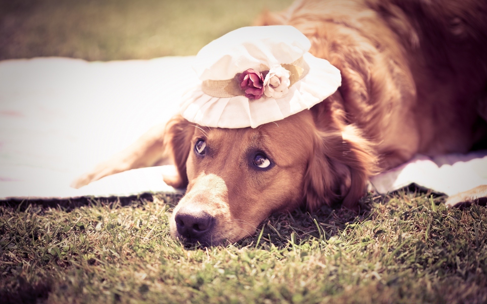 cani cane carino ritratto animale domestico animale mammifero erba canino cucciolo uno natura giovane