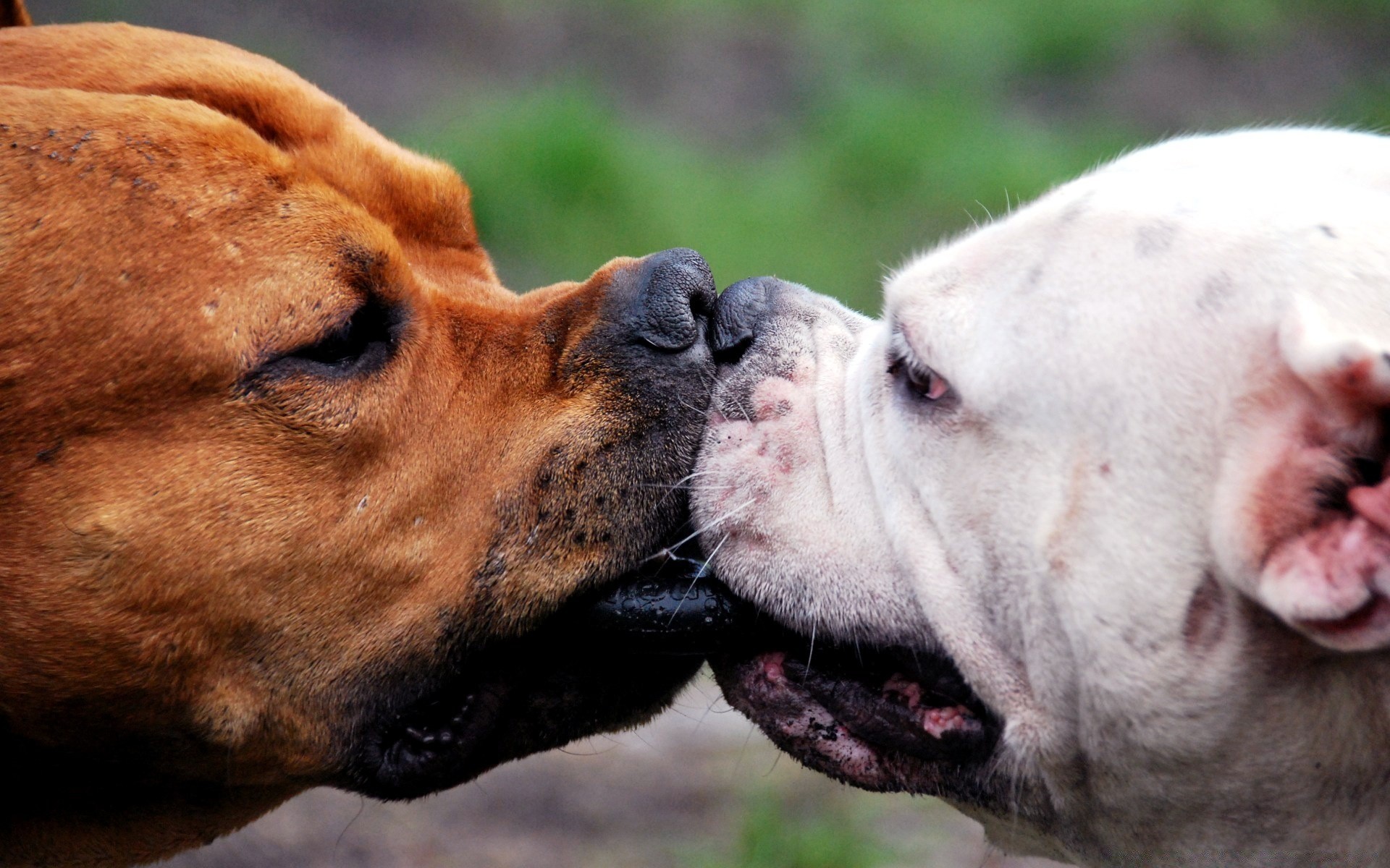 köpekler memeli köpek hayvan sevimli portre evde beslenen hayvan doğa köpek eğitmeni kafa yerli boğa dil köpek yavrusu tarama açık havada