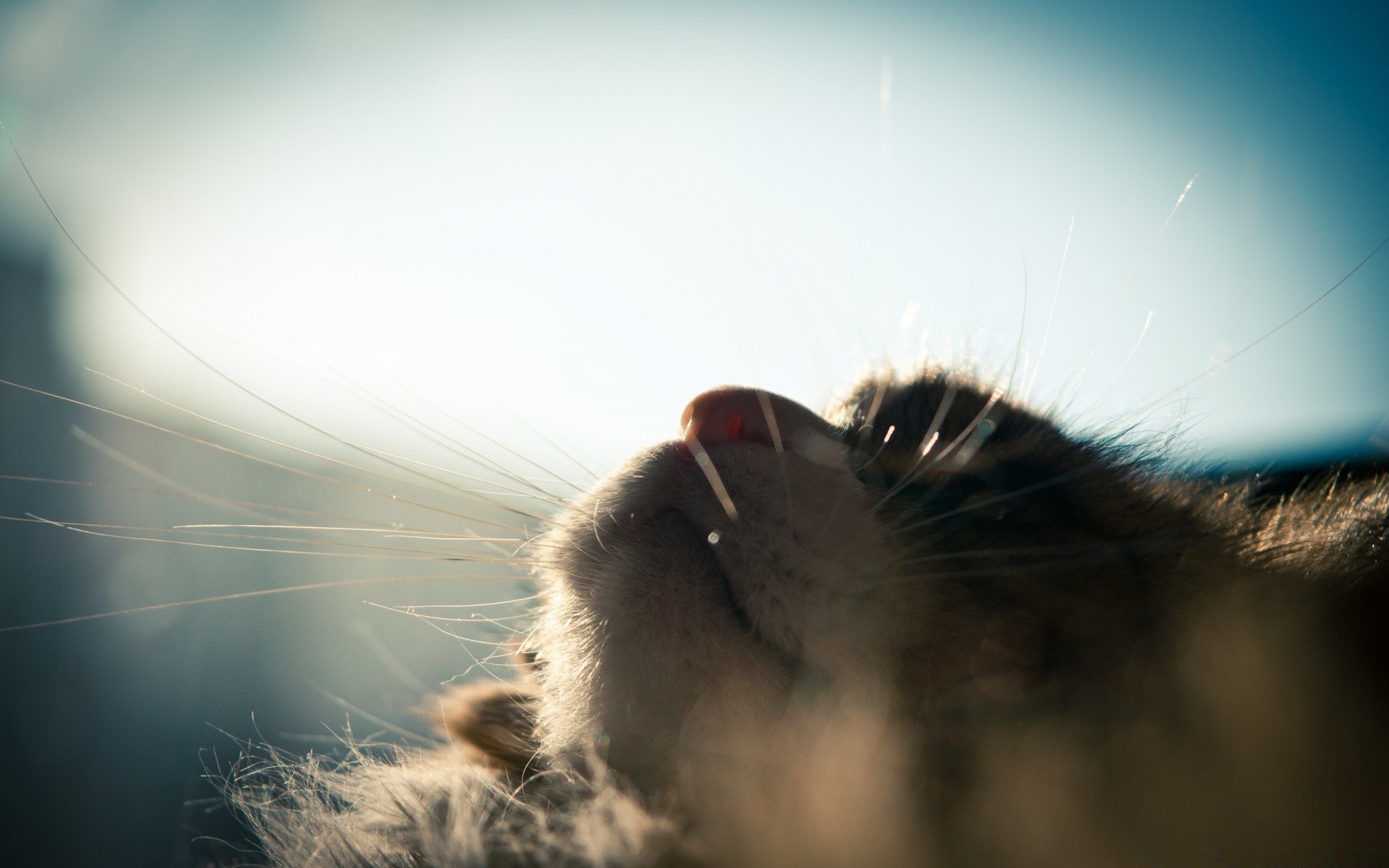 gatos animal gato retrato al aire libre naturaleza mascota sol mamífero solo vida silvestre paisaje desenfoque amanecer