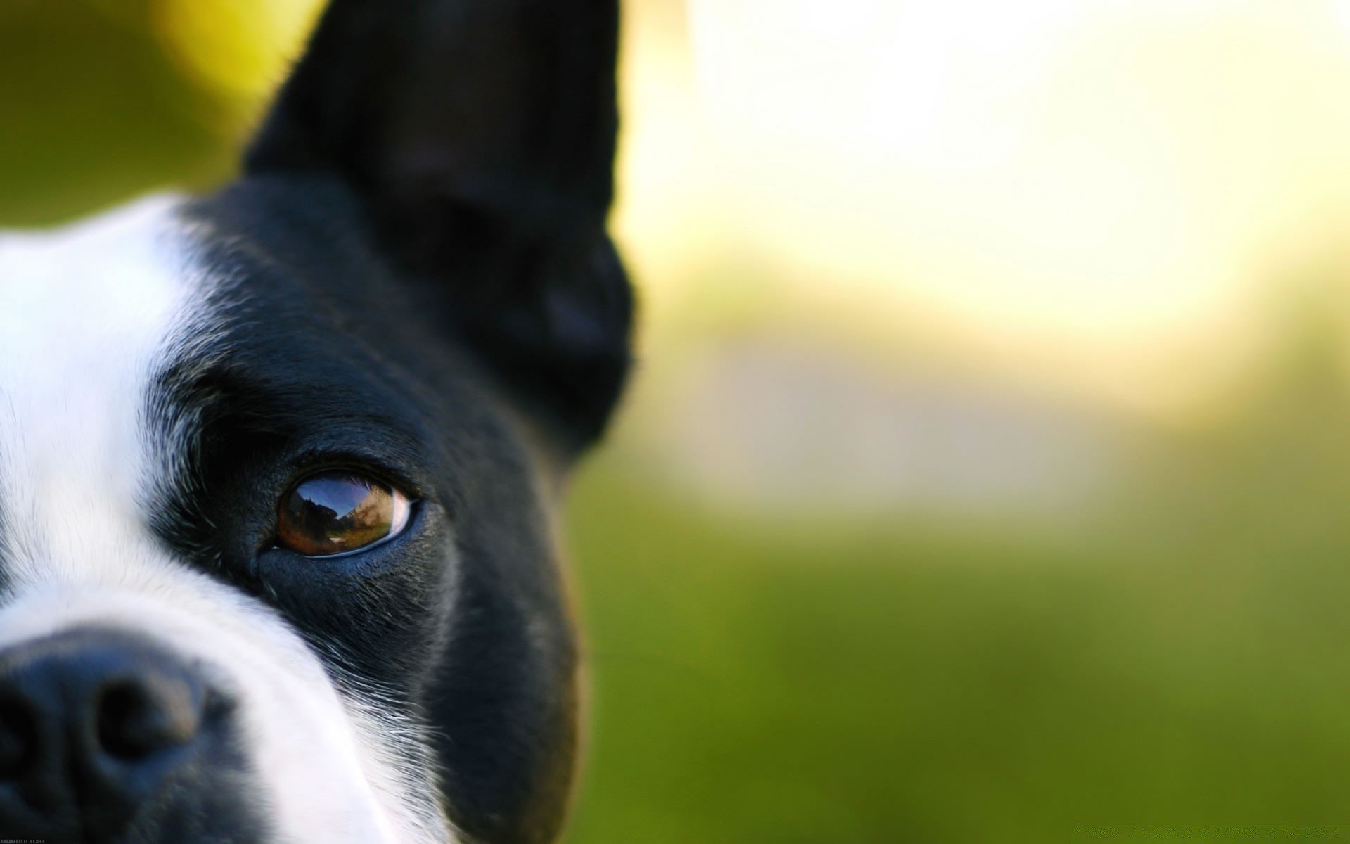 cães cão animal de estimação animal retrato fofa cinegrafista mamífero filhote de cachorro pouco olho grama natureza