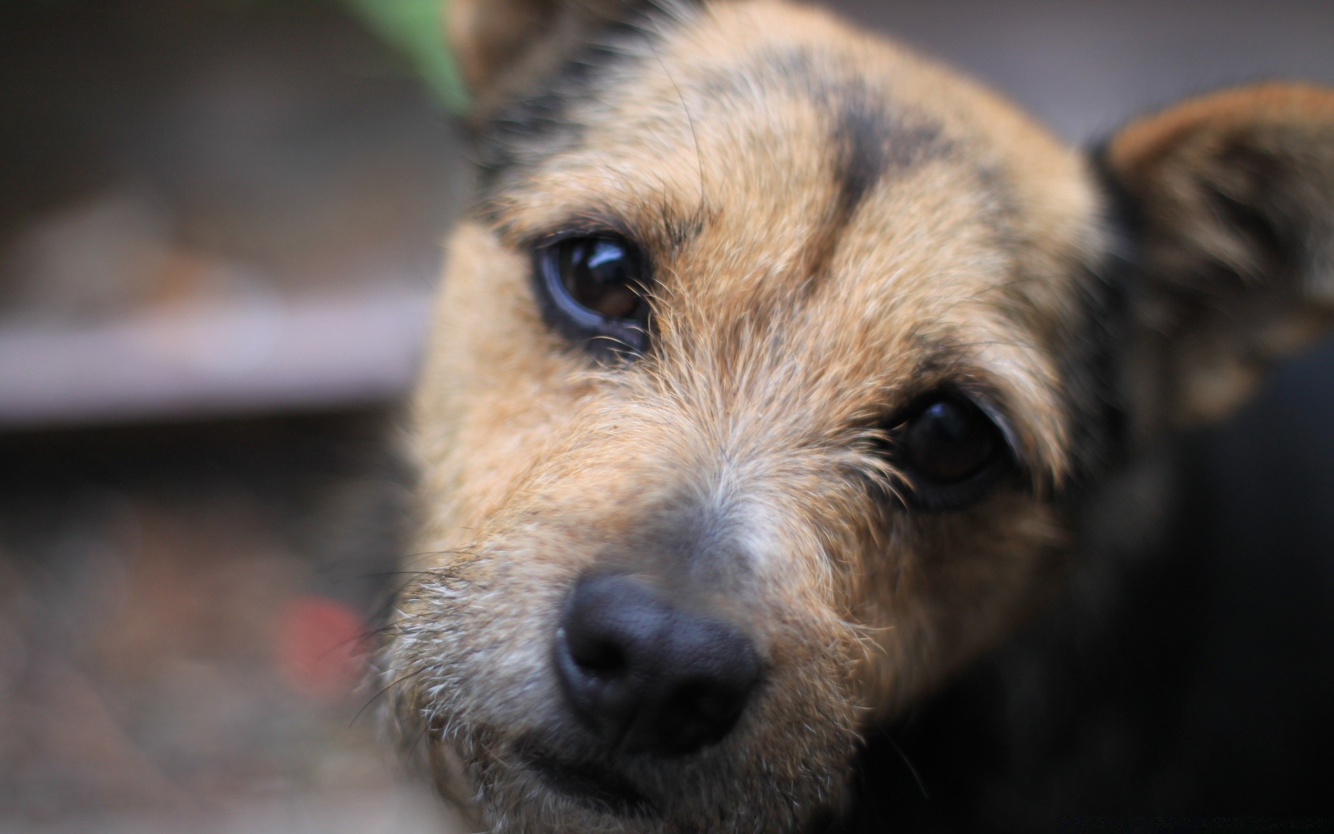 perros perro mamífero perro animal mascota lindo retrato piel cachorro ojo vista pequeño joven doméstico nariz terrier