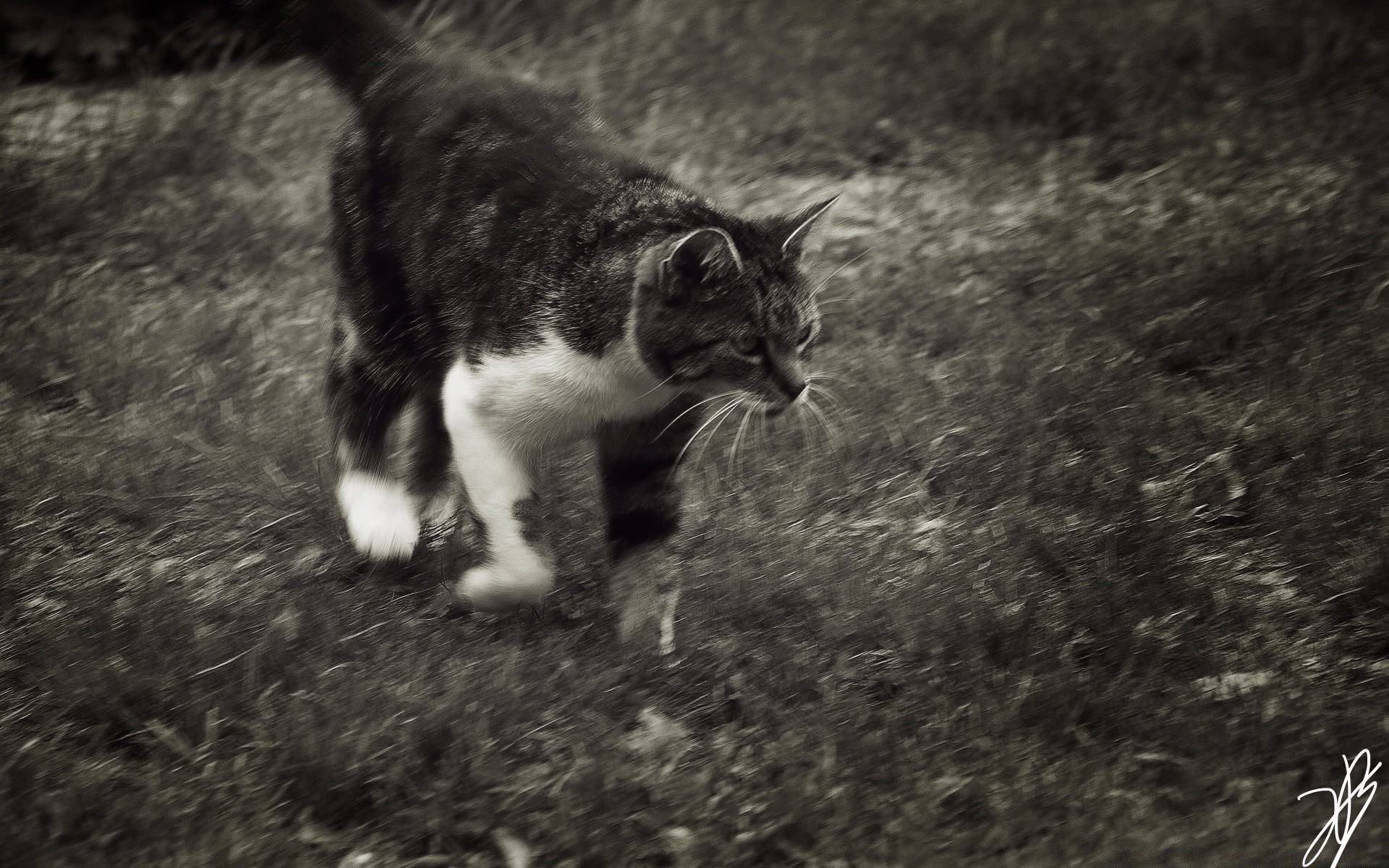 gatos gato mamífero animal lindo naturaleza gatito al aire libre piel mascota solo retrato hierba ojo