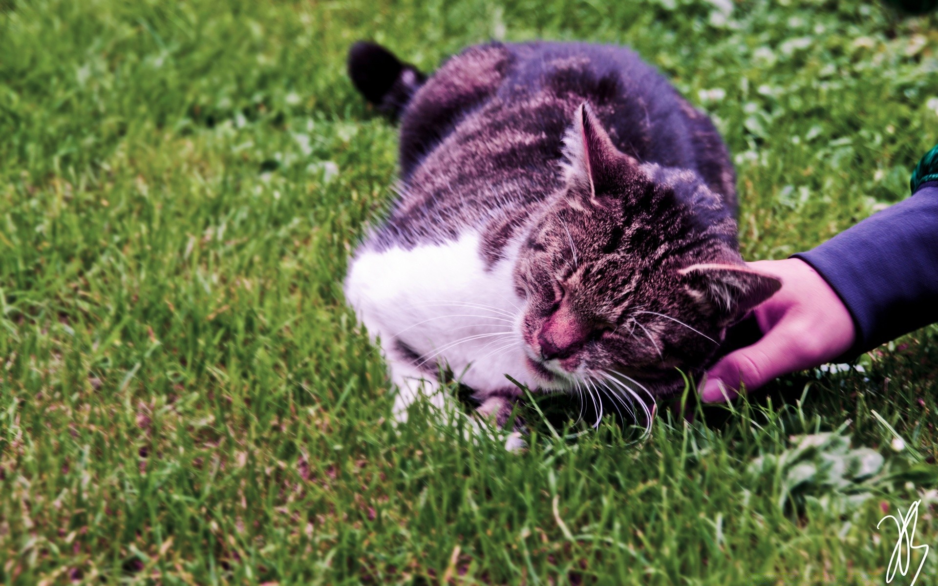 katzen gras katze tier säugetier niedlich natur haustier jung fell inländische im freien porträt feld heuhaufen wenig sommer