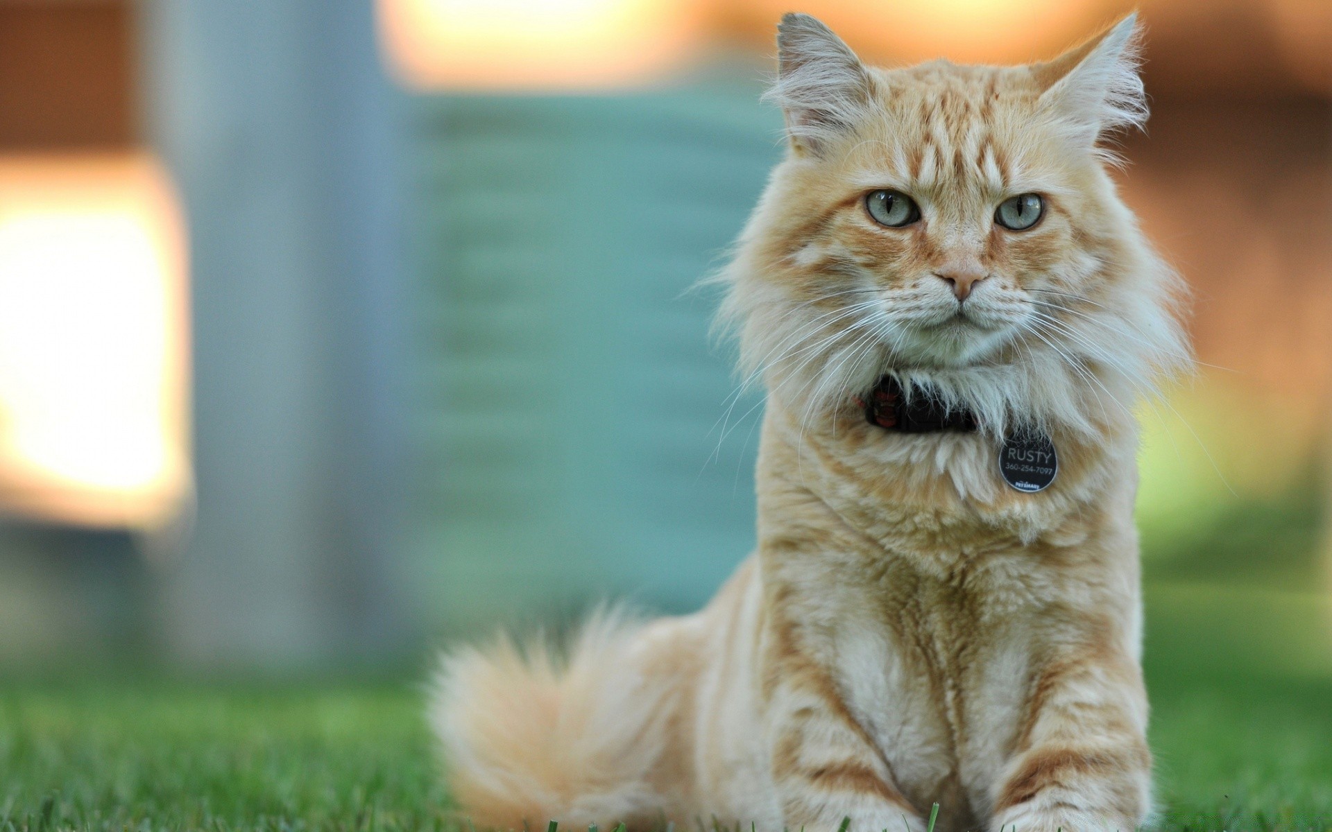 kediler kedi sevimli portre doğa çimen hayvan yavru kedi göz evde beslenen hayvan memeli kürk genç yerli