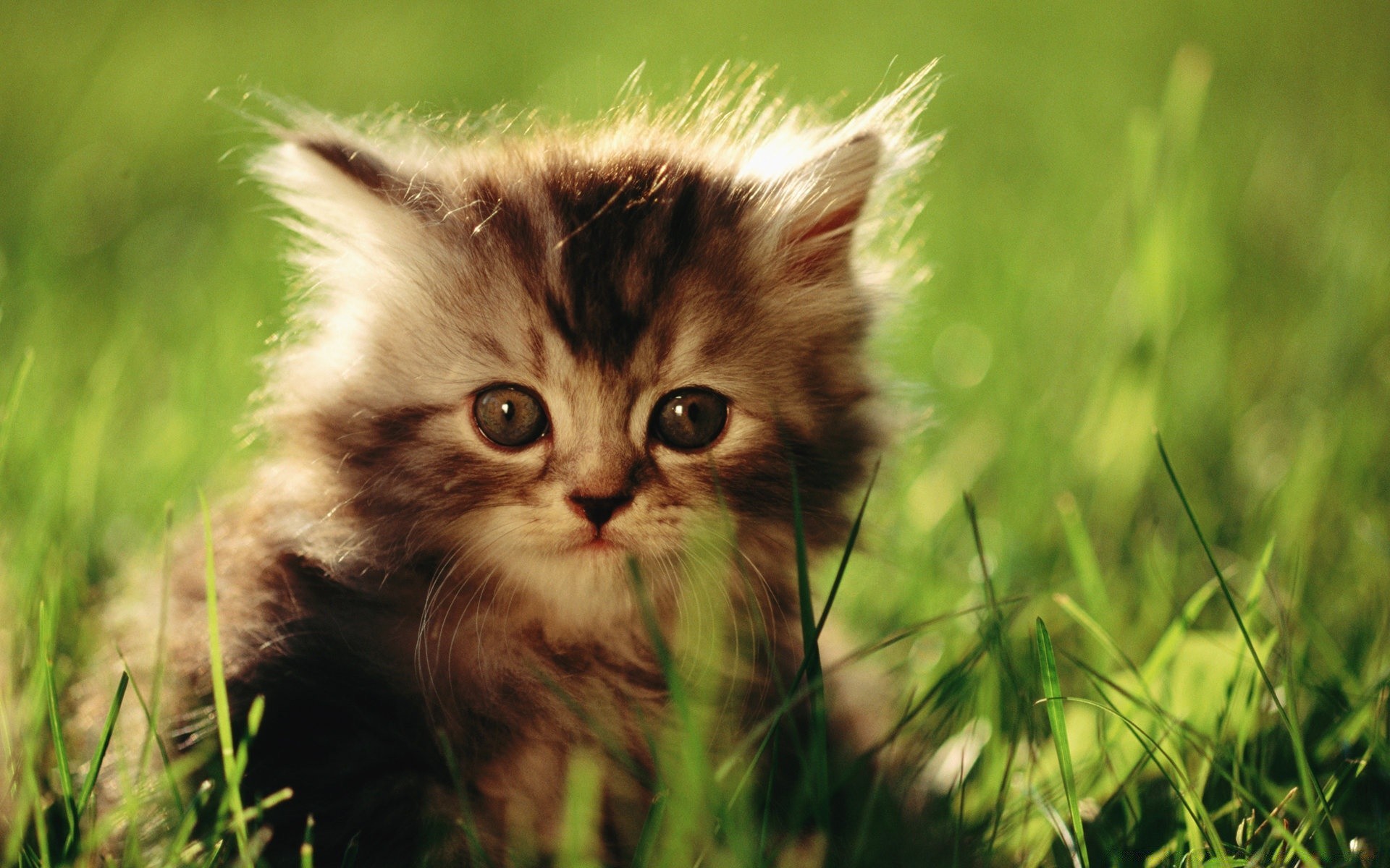 katzen niedlich katze tier gras wenig natur kätzchen auge fell säugetier junge haustier