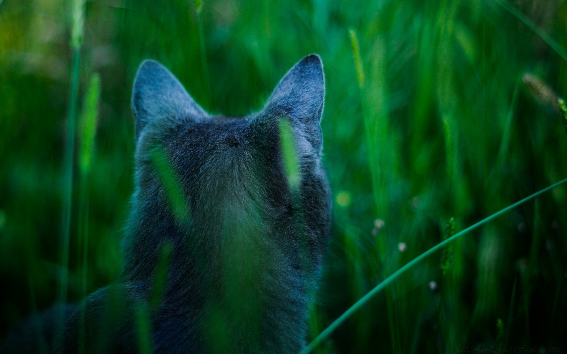 hunde natur gras im freien tier säugetier tierwelt