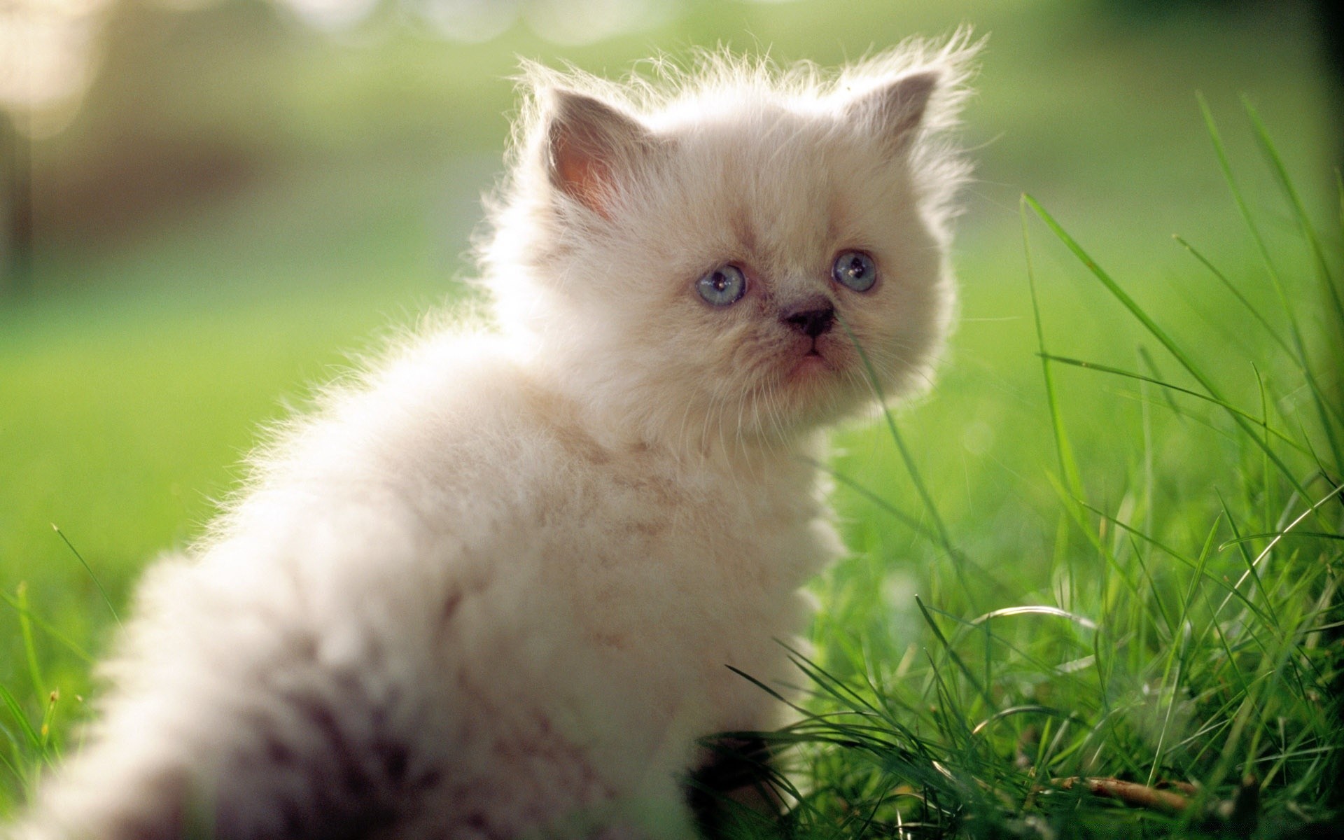 cats cute animal mammal little cat pet fur portrait young eye downy nature domestic baby grass