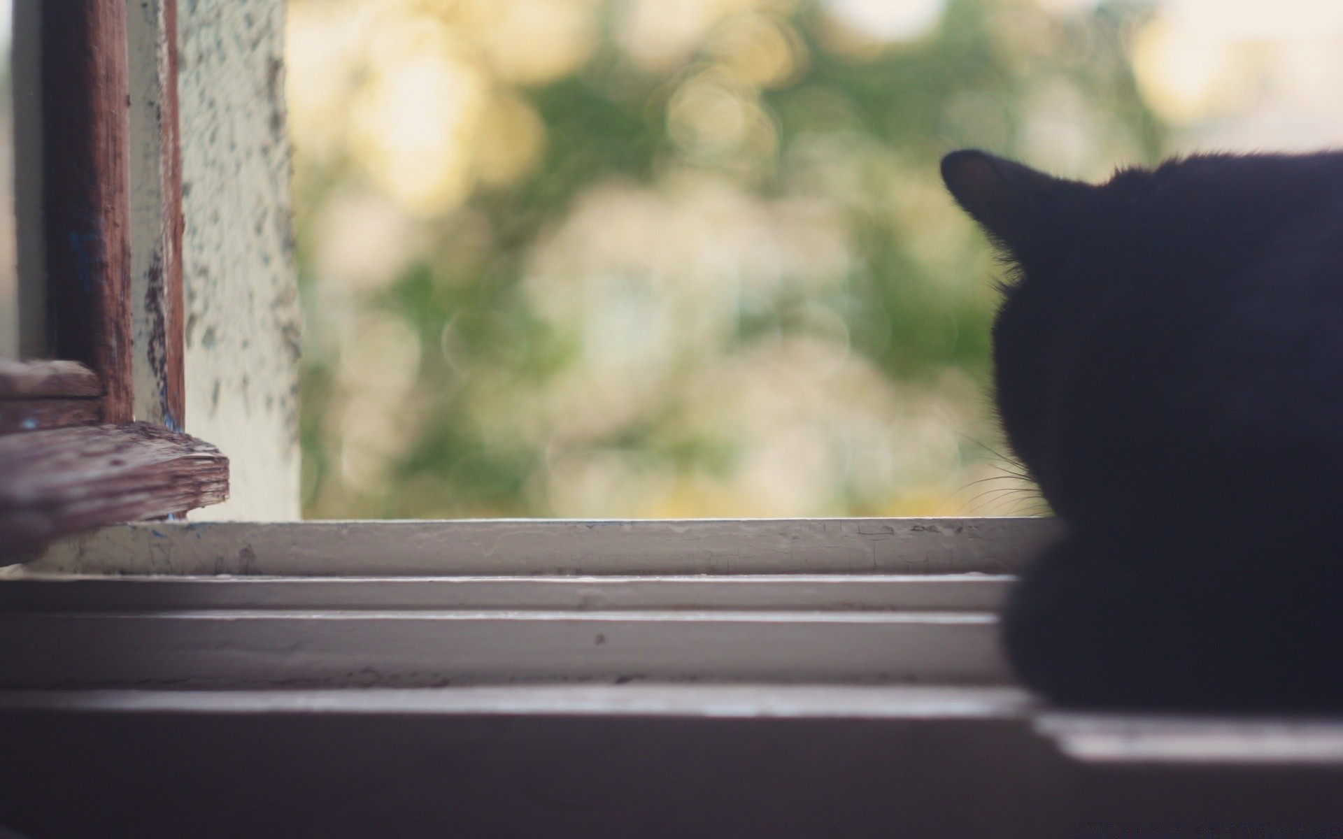 gatos gato pájaro ventana madera naturaleza luz vida silvestre familia solo al aire libre árbol animal mamífero