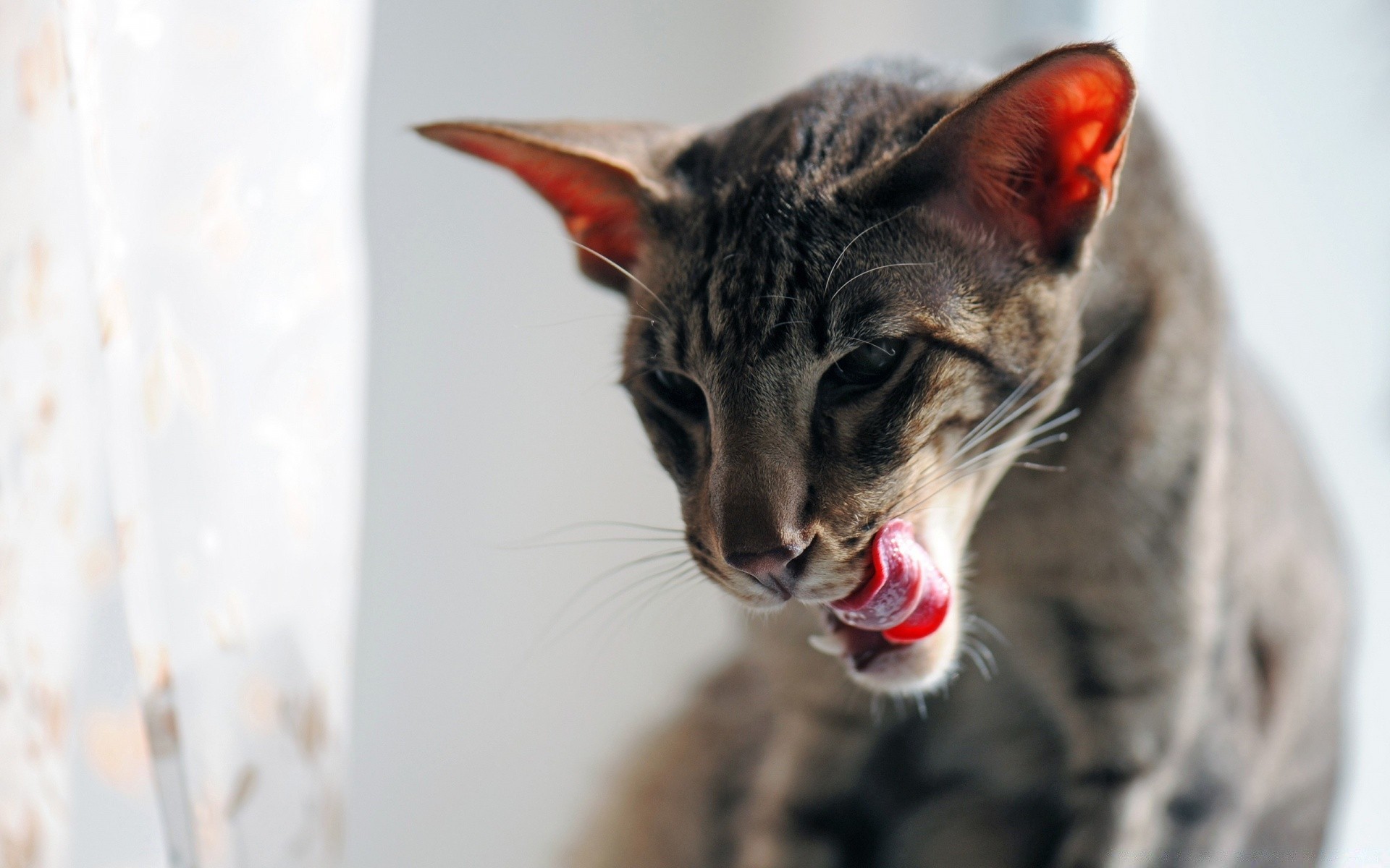 kediler hayvan portre sevimli kedi memeli göz kürk evde beslenen hayvan genç komik tarama