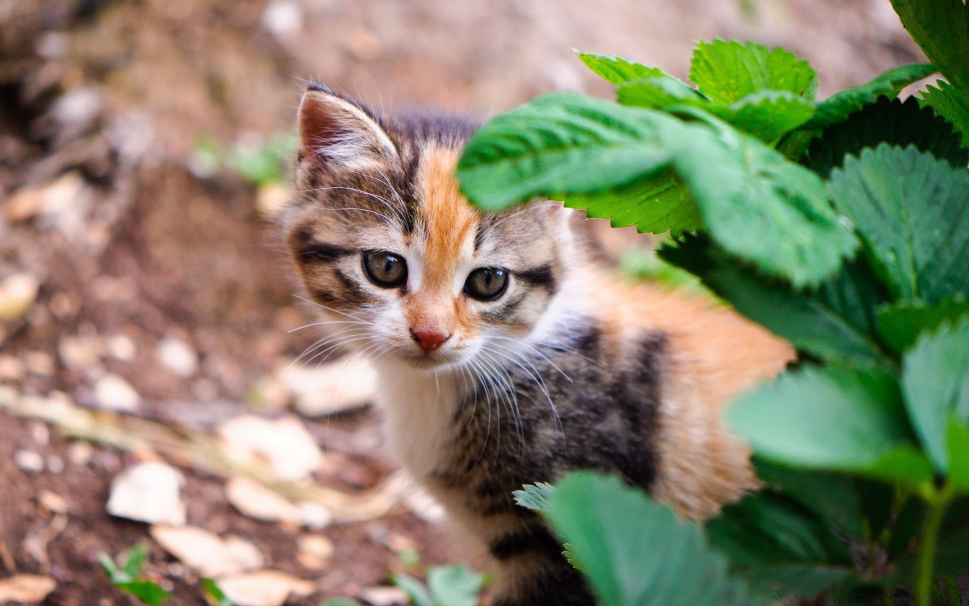 chats mignon nature animal peu la faune oeil chat fourrure mammifère jeune