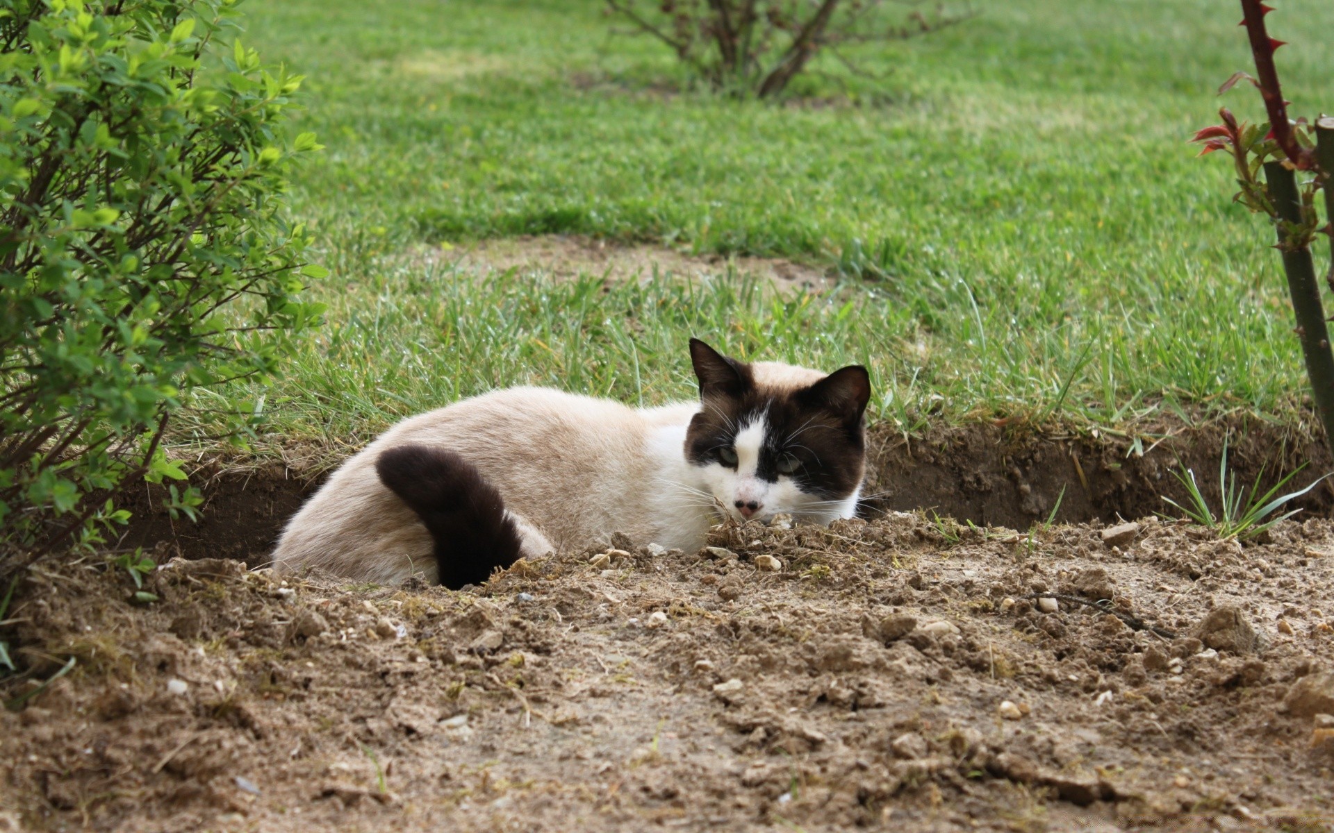 gatos mamífero al aire libre hierba naturaleza lindo gato poco