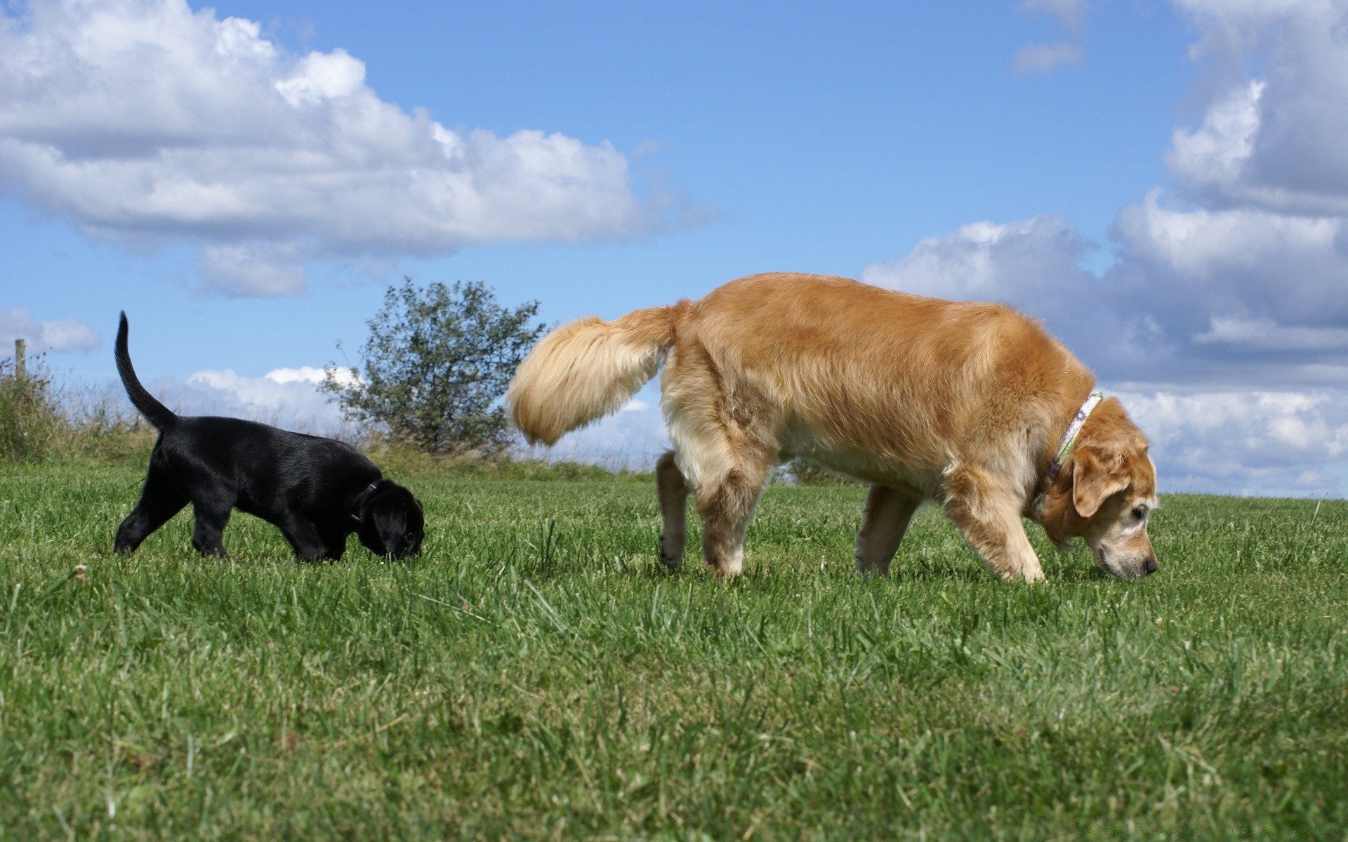 cane mammifero erba animale fieno bestiame campo cane fattoria animali vivi razza domestico pascolo animale domestico canino agricoltura mucca