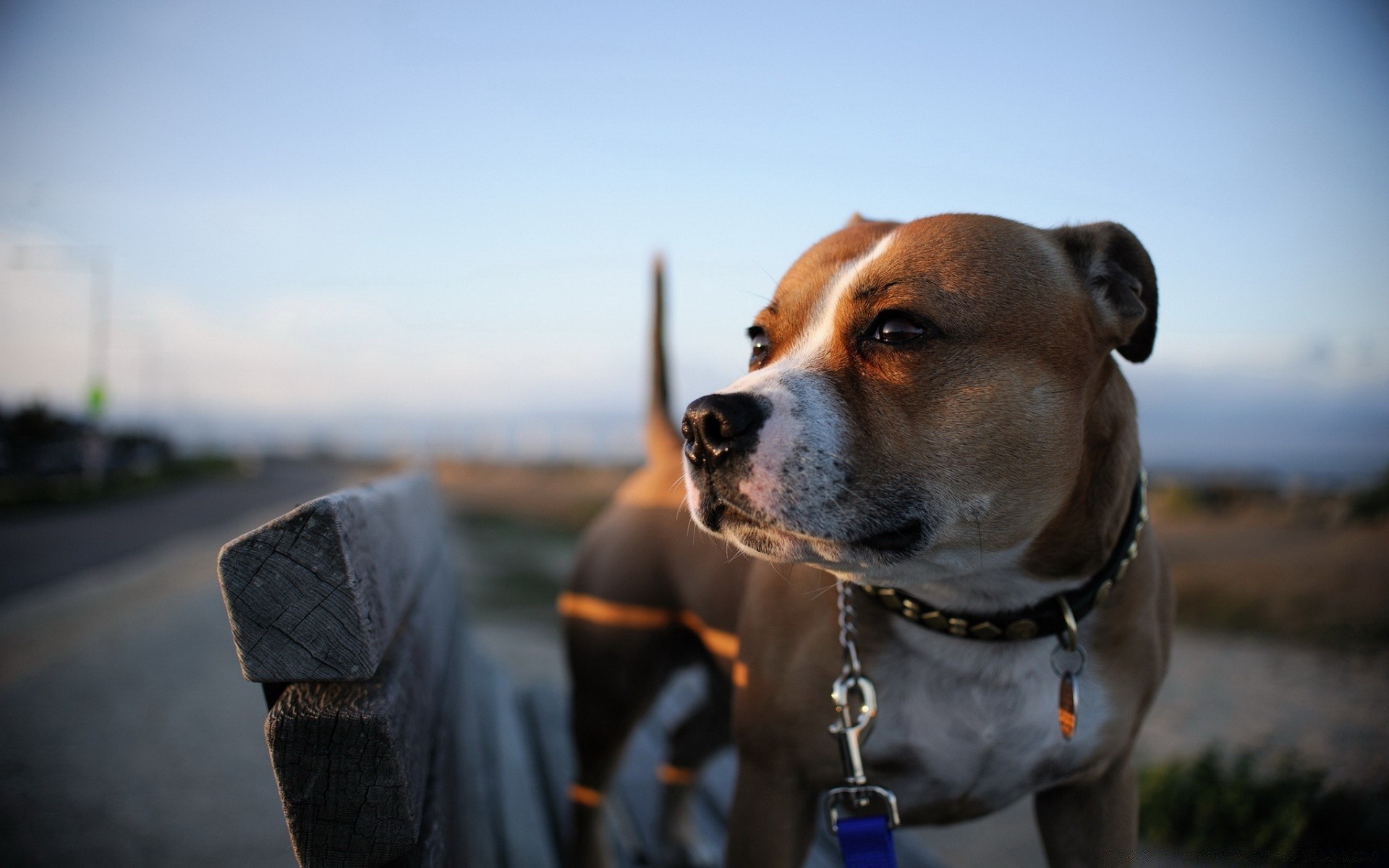 cães cão retrato mamífero sozinho ao ar livre canino praia animal de estimação animal de estimação