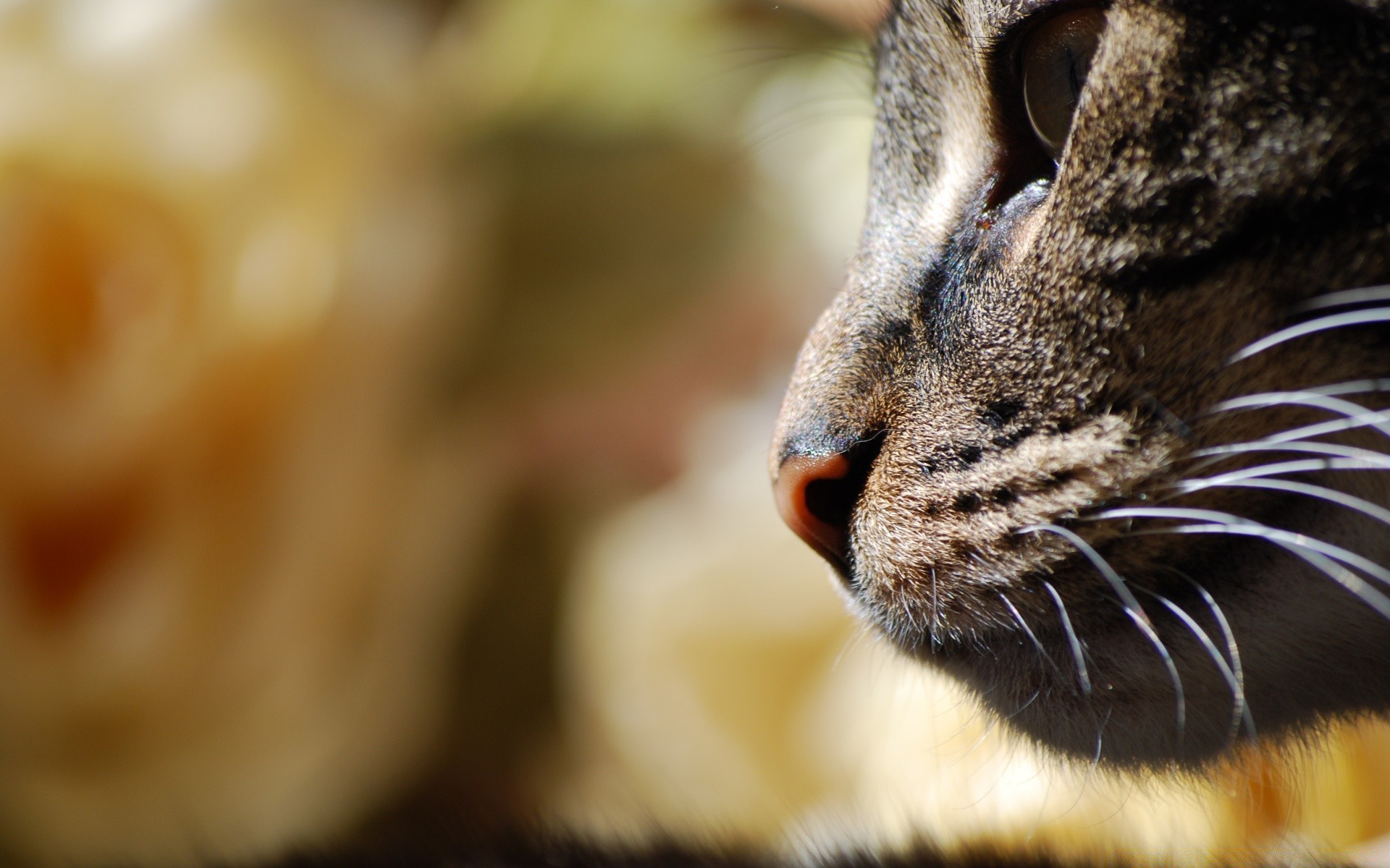 chat chat mammifère mignon fourrure nature faune portrait flou animal oeil petit