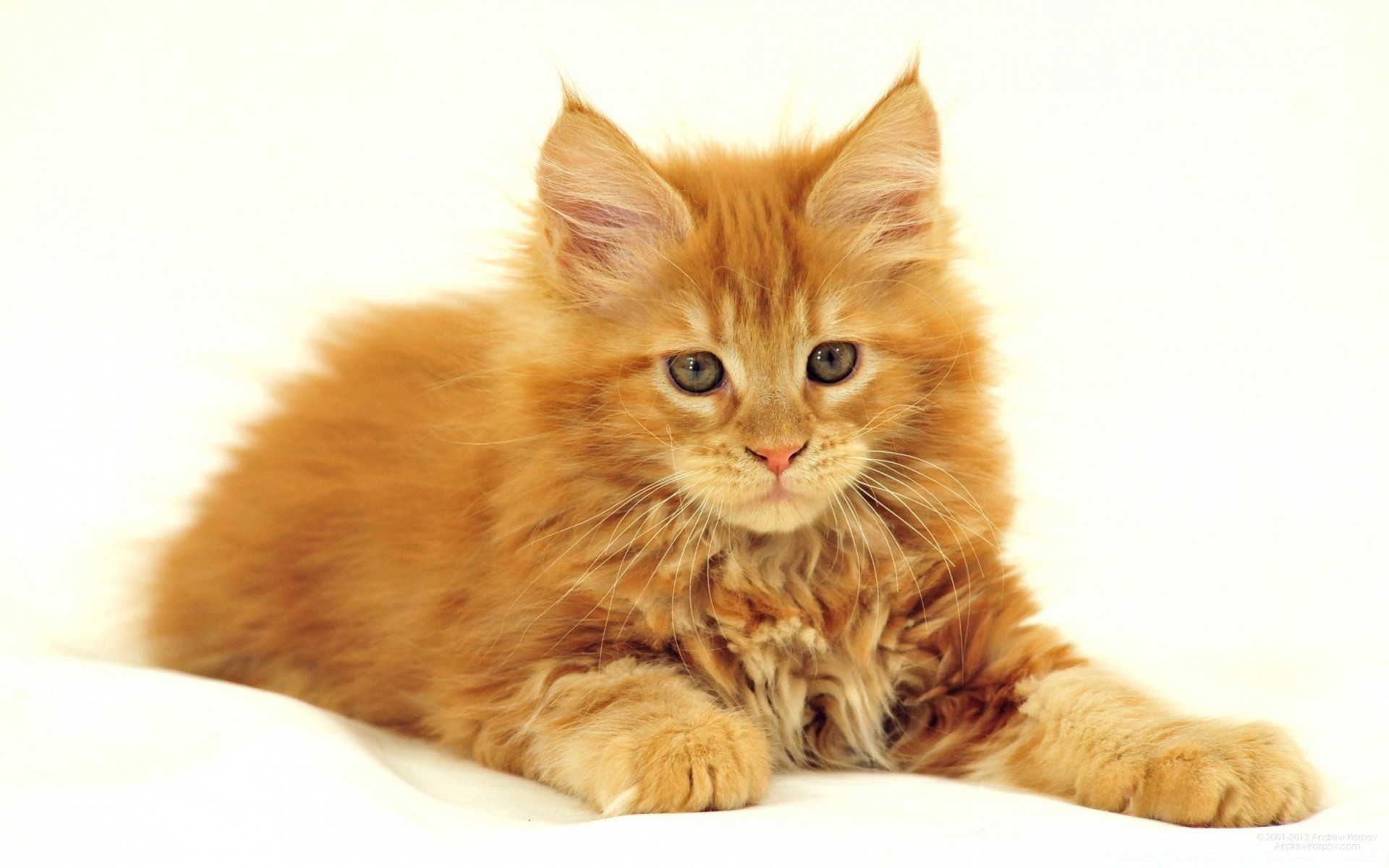 cats cute funny cat fur animal kitten downy domestic little pet purebred whisker young mammal looking sit