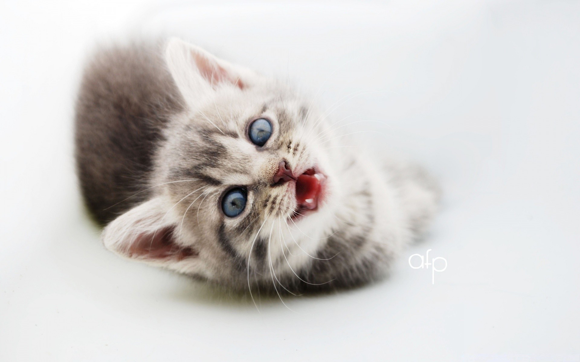 cats cat kitten pet animal cute domestic fur mammal downy baby little portrait grey furry adorable studio young breed purebred paw