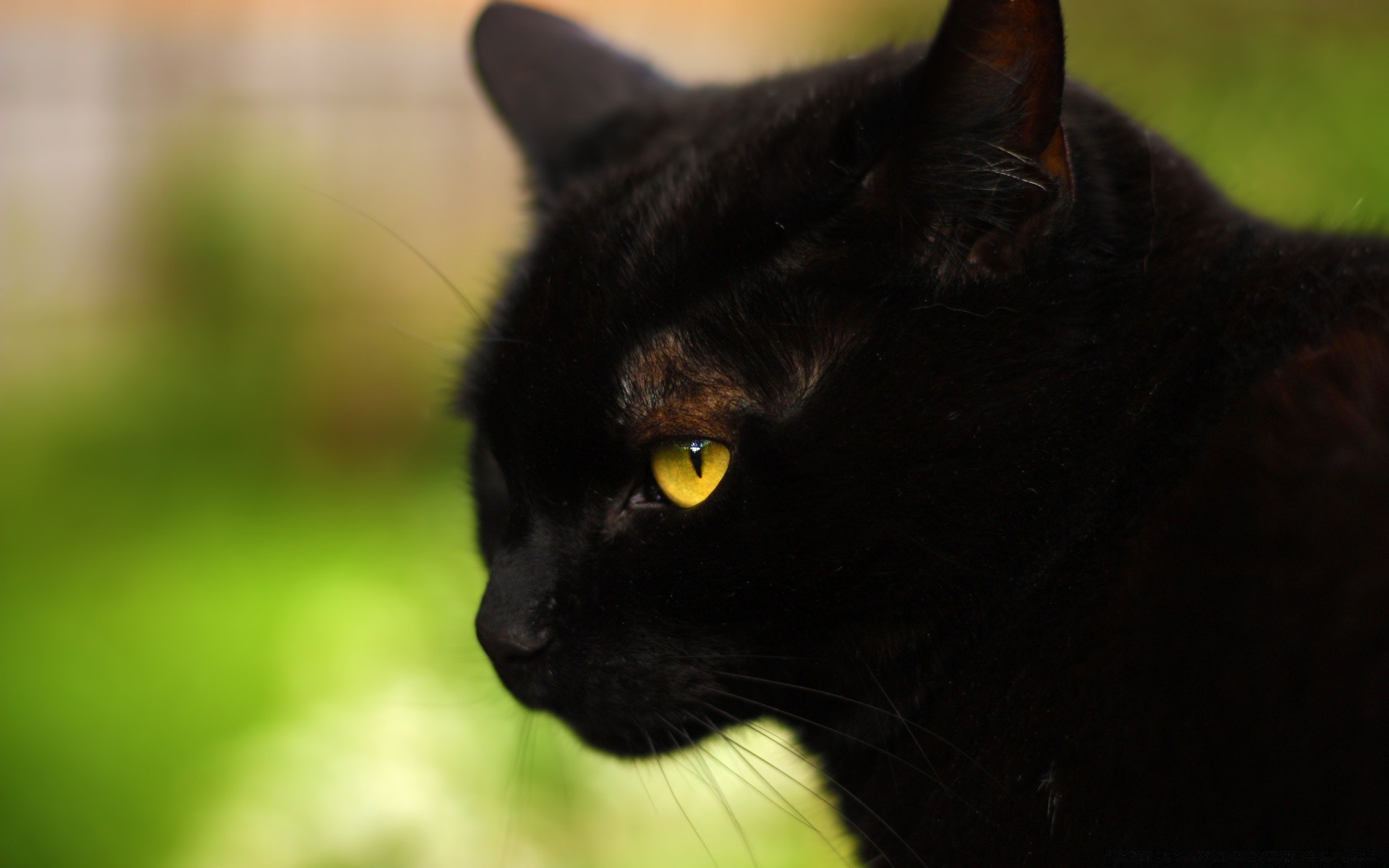 katze katze porträt niedlich haustier auge säugetier tier eine ansicht sitzen haare