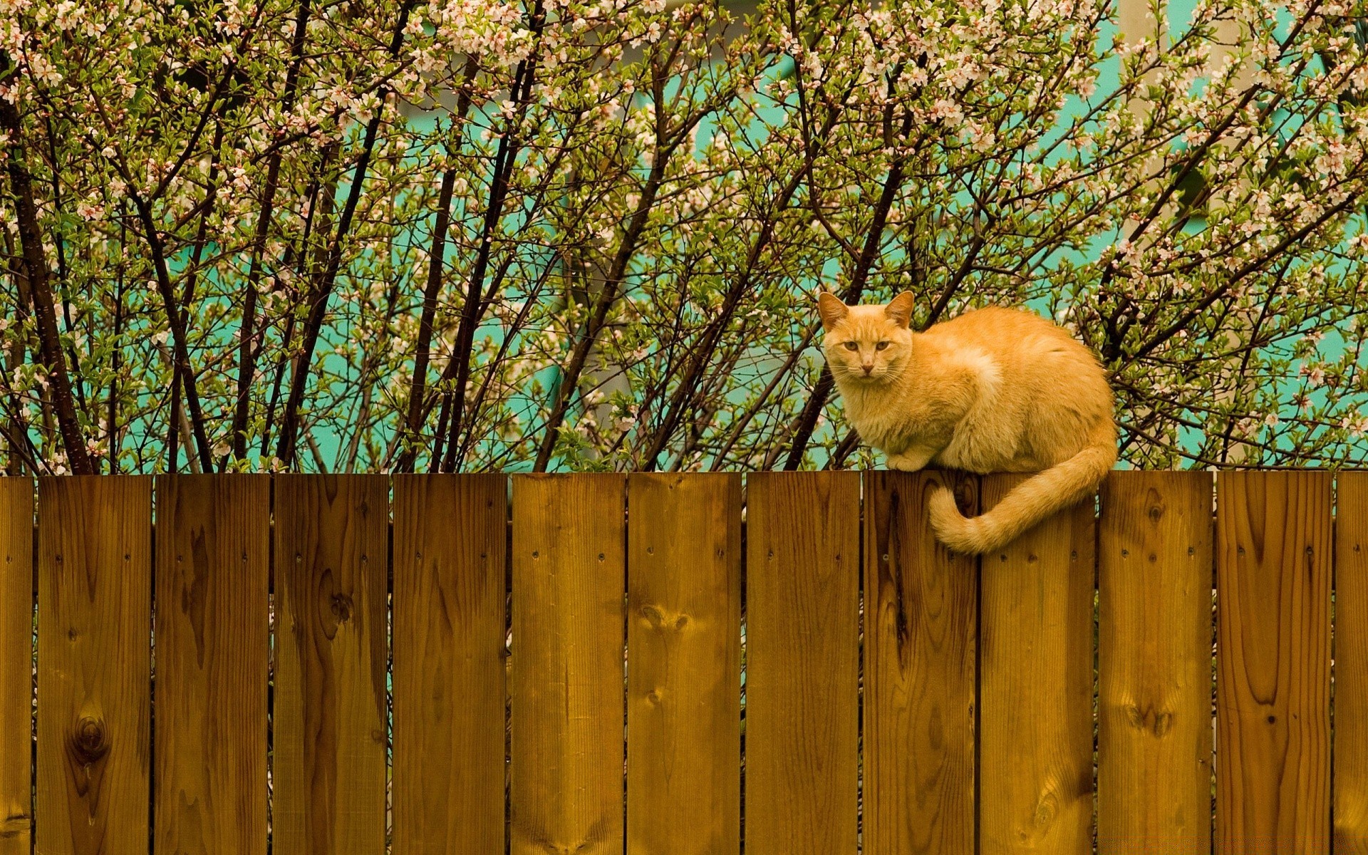 cats wood fence tree wooden nature outdoors landscape park desktop color