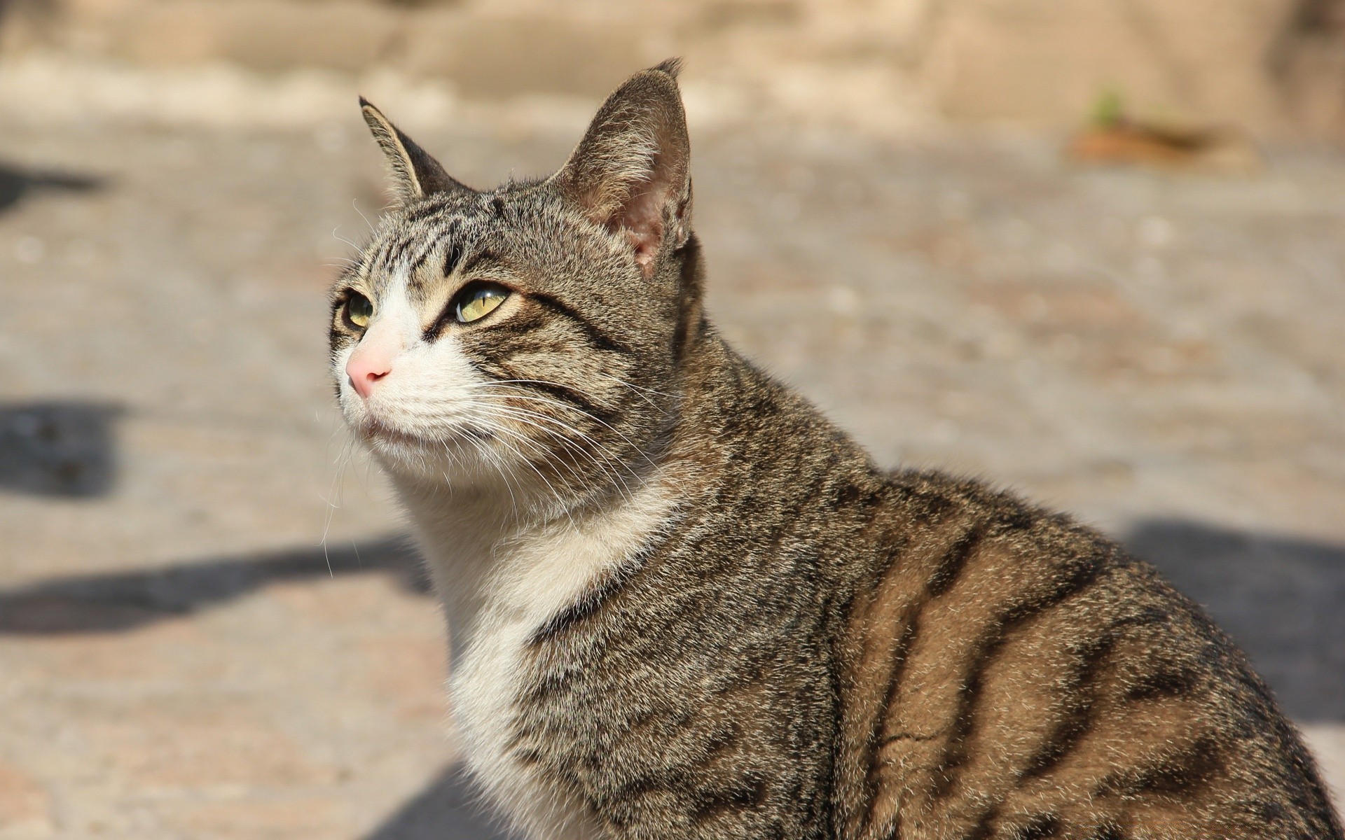 gatos lindo piel naturaleza animal ojo gato mamífero joven retrato mascota poco salvaje ver vida silvestre pelo