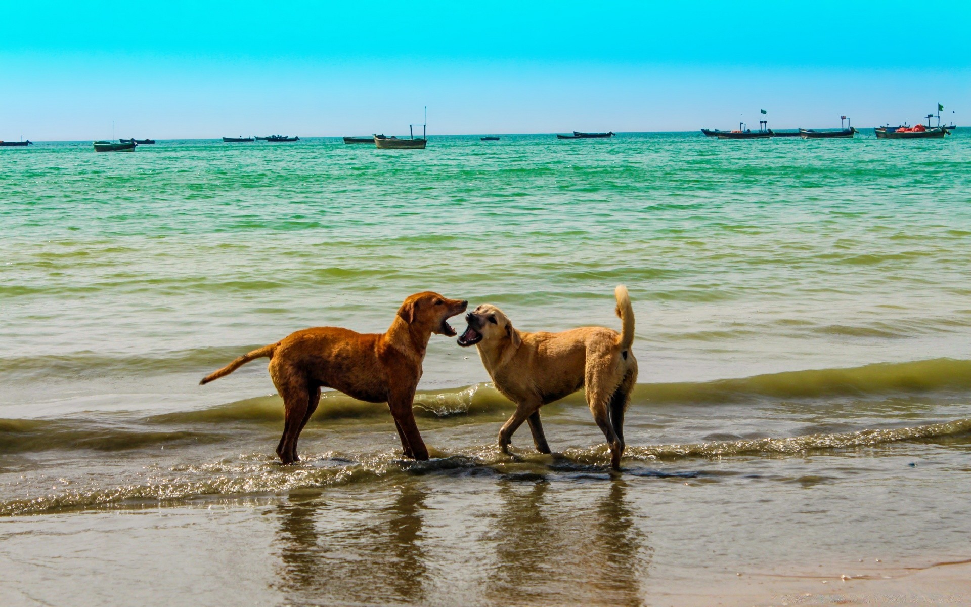 природа животные собака море бесплатно