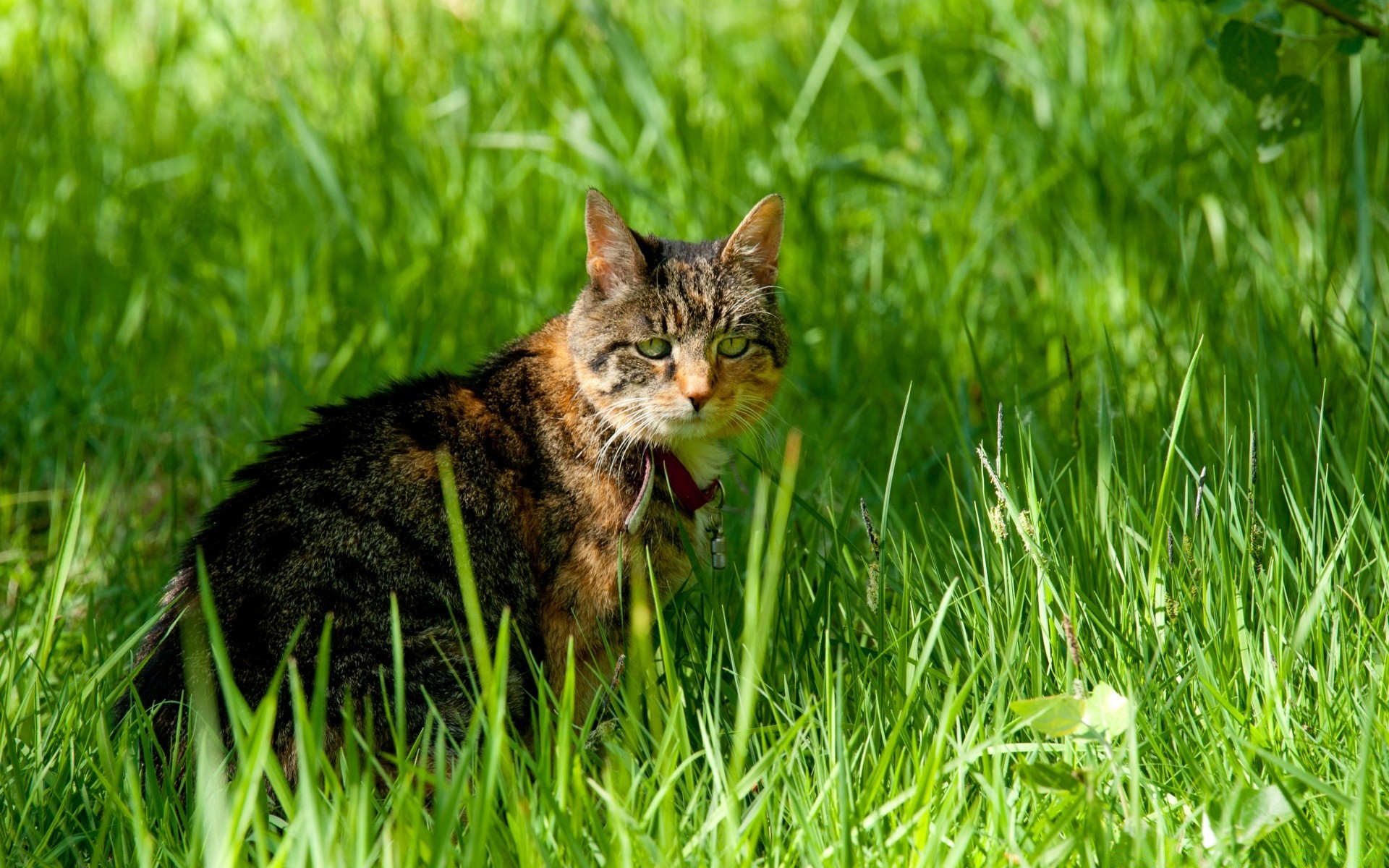 chats herbe nature animal mignon fourrure chat jeune petit foin mammifère en plein air été