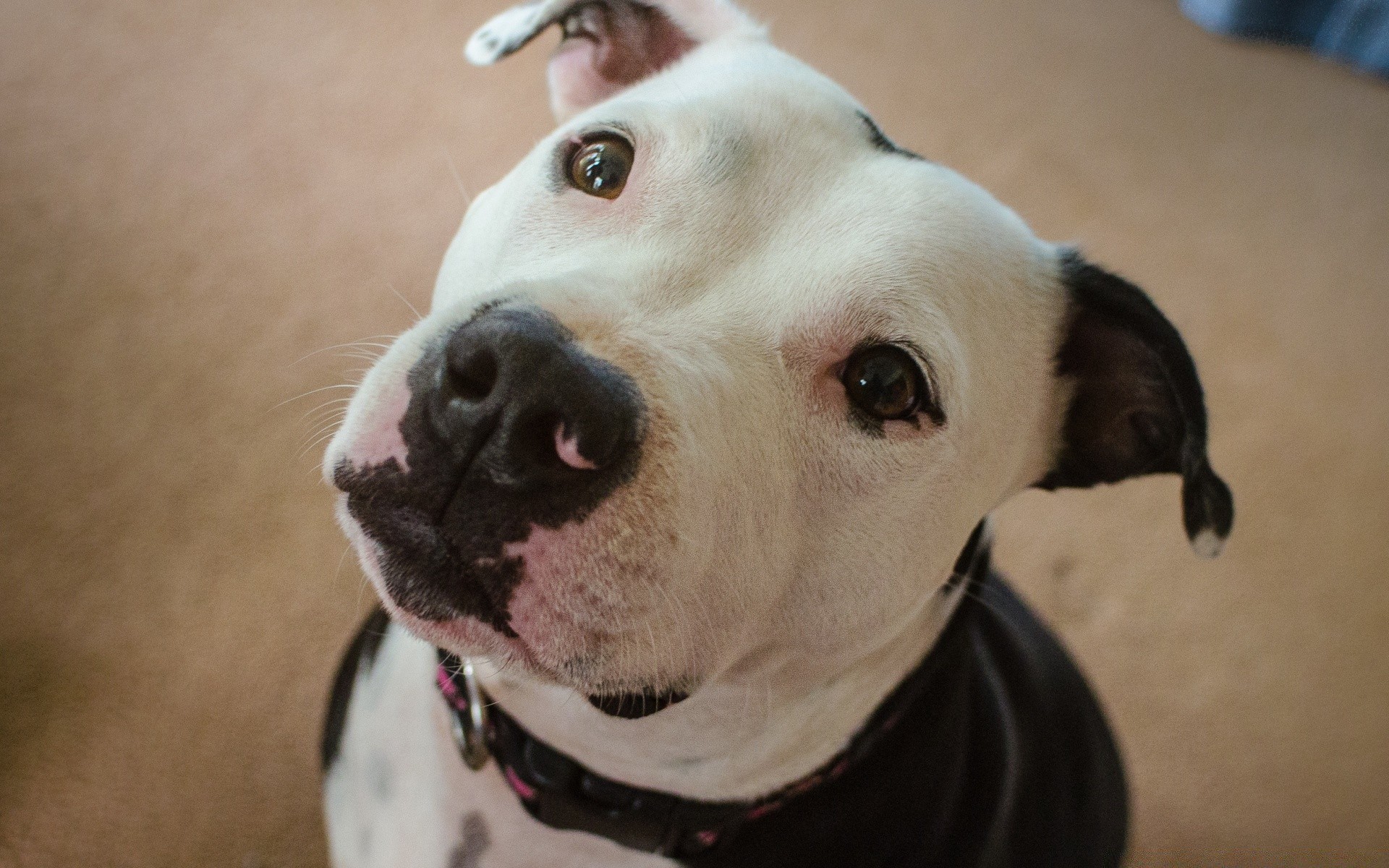 dogs dog portrait mammal canine pet cute animal puppy one studio looking