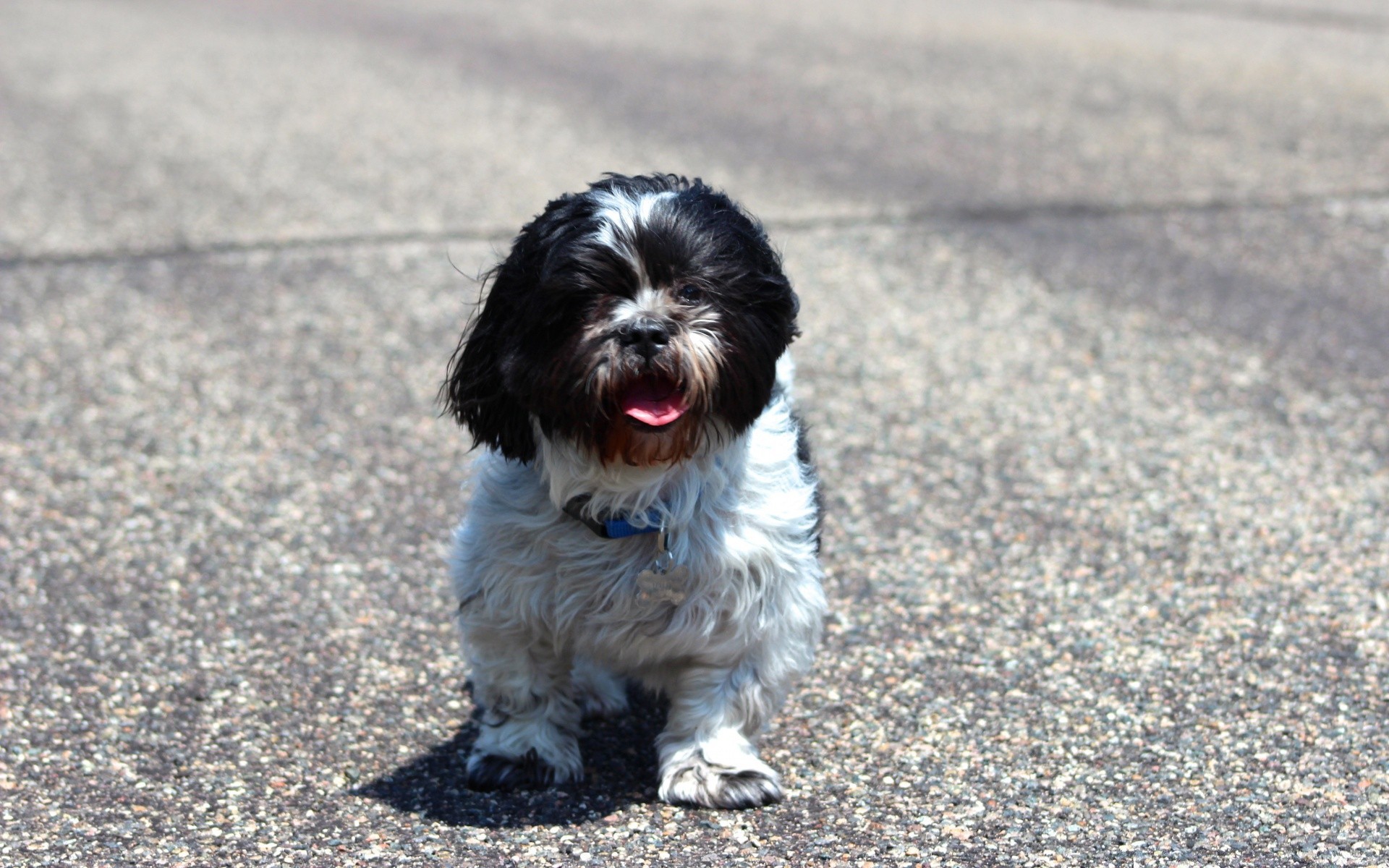 cani cane animale animale domestico ritratto carino mammifero canino cucciolo piccolo pelliccia