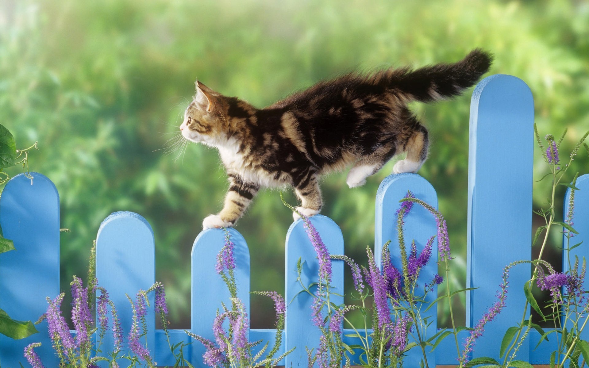 katzen natur niedlich katze im freien gras tier wenig blume haustier sommer schön porträt