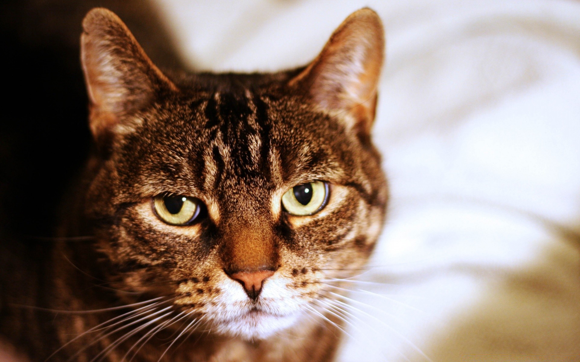 katze katze tier porträt niedlich haustier fell auge säugetier inländische kätzchen kleine