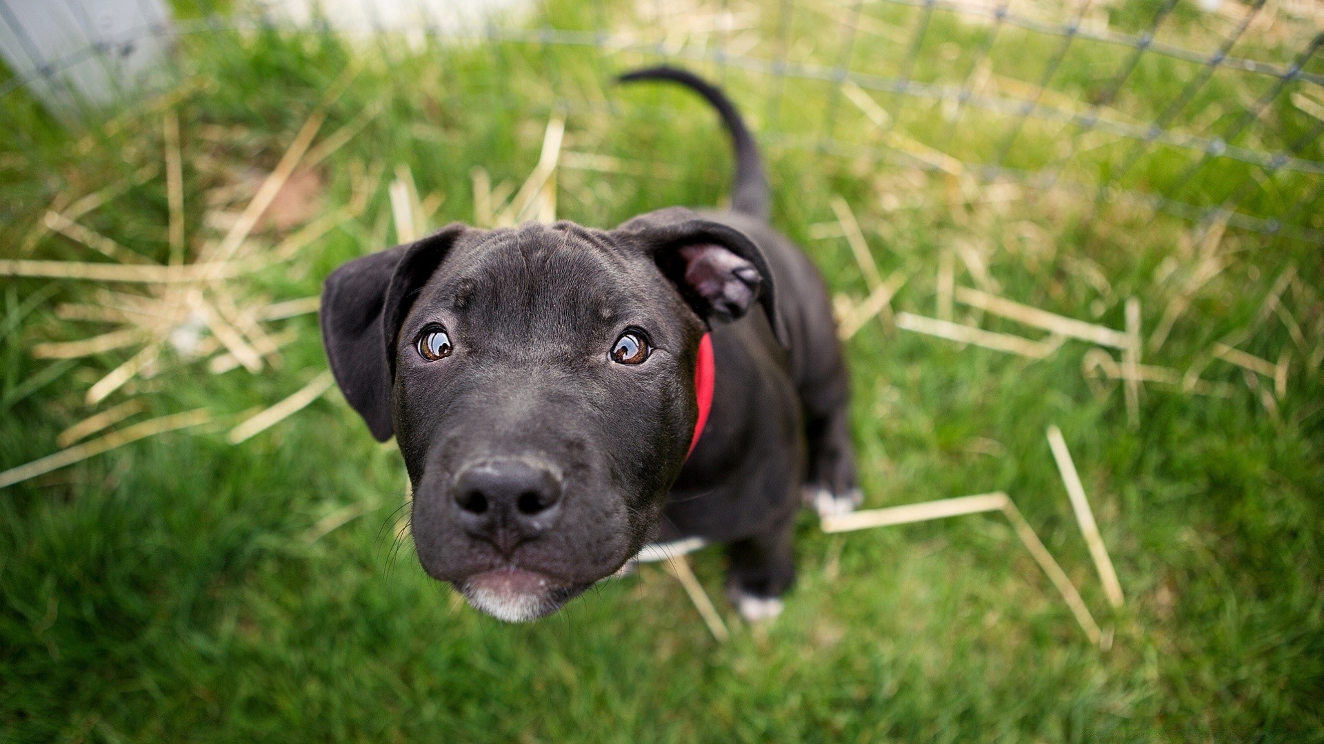 kediler çimen köpek hayvan memeli sevimli alan evde beslenen hayvan portre genç köpek eğitmeni doğa saman biçme makinesi tarama yerli küçük